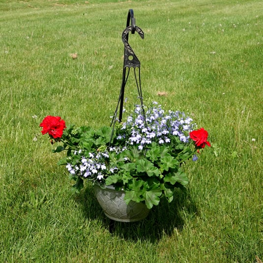 Gernanium Hanging Basket - Red Gernanium and blue and white mixed blooming flower hanging basket