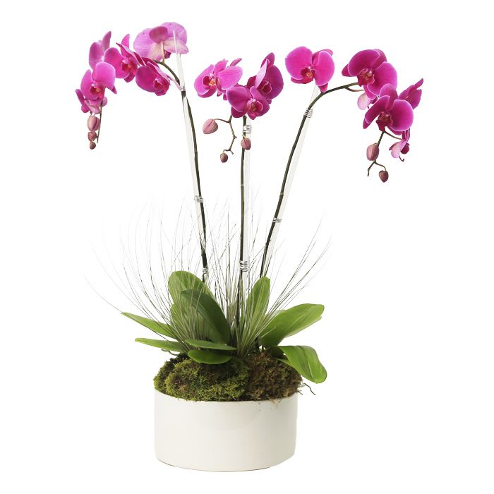 PO3P -Triple Stem Purple Phalaenopsis Orchid - PO3P -Triple Stem Purple Phalaenopsis Orchid Triple Stem Purple Phalaenopsis Orchid in a White Ceramic Container with Air plants and moss accented with clear acrylic rods.