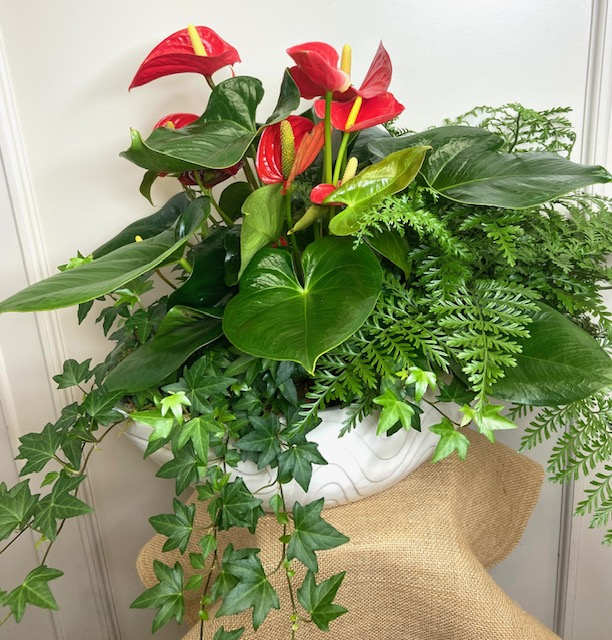 The Love Boat - White ceramic boat shaped container 7&quot;Wx19&quot;L, planted with a red anthurium along with two other green shade plants. A subtle way to add a touch of &quot;love&quot;... perfect for home or office. 