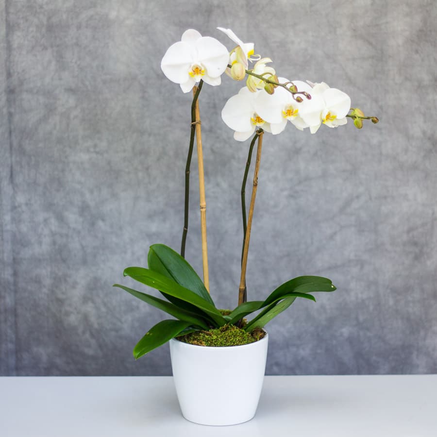 Double Stem White Orchid Plant - Live double stem Phalaenopsis orchid in nice ceramic container. 