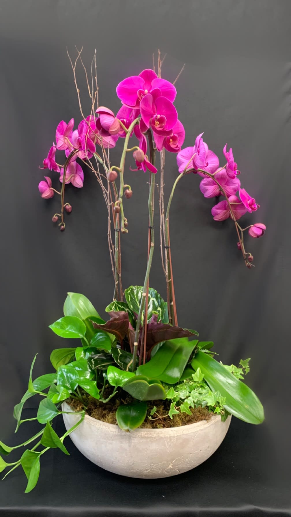 Royal Garden - Three beautiful purple orchids with a variety of green plants in a large round concrete container. A gift for any occasion with a WOW! factor.  