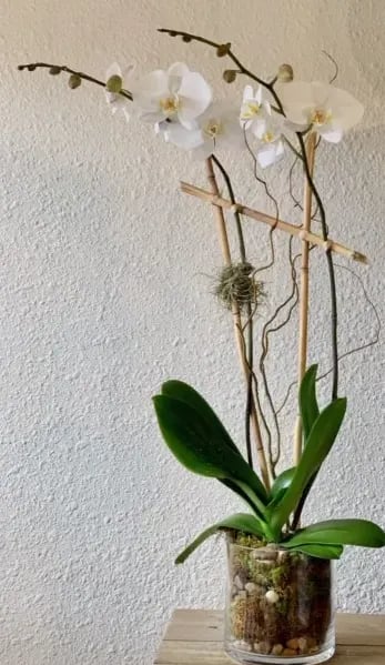 Opulent Orchid - A graceful white phaleanopsis orchid plant potted and finished elegantly with bamboo, raffia, and spanish or peat moss.  Upgraded Orchid receives a beautiful succulent planted in the base.  