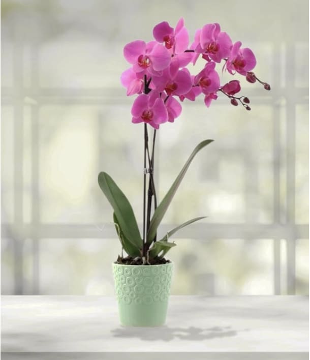 Orchid Planter - A simple Orchid Planter speaks volumes. Convey your most sincere sentiments with an elegant Dendrobium Orchid Plant that will continue to grow and thrive. It is a lasting gift that offers warmth and understated elegance.  Item pictured is a depiction of an arrangement that we will make as similar as possible with the same look and feel.  