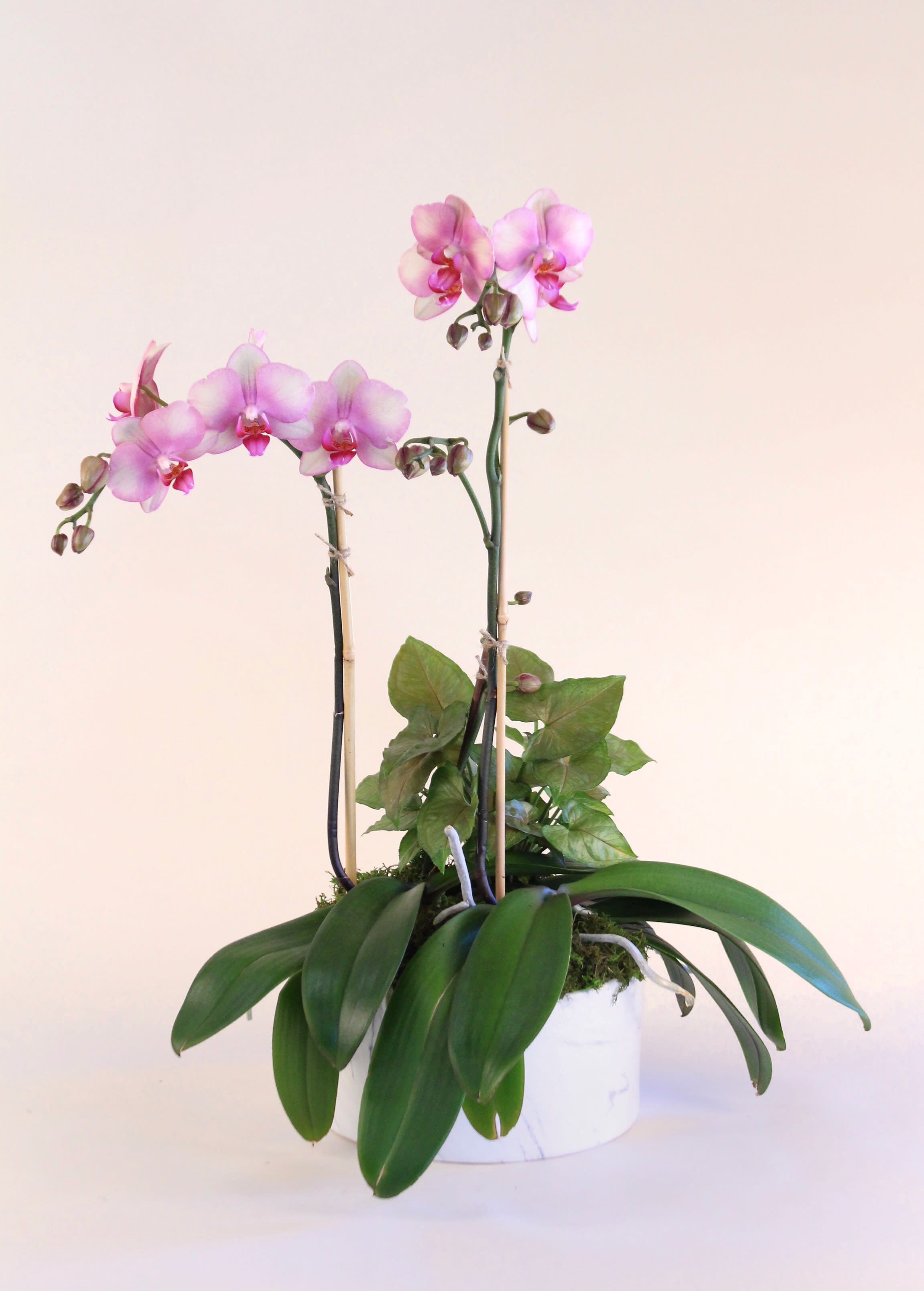 Pair of Phalaenopsis Orchid Plants - A pair of Phalaenopsis orchid plants presented in a marble ceramic pot accented with caladium plant and moss makes a great housewarming or &quot;Thank You&quot; gift.