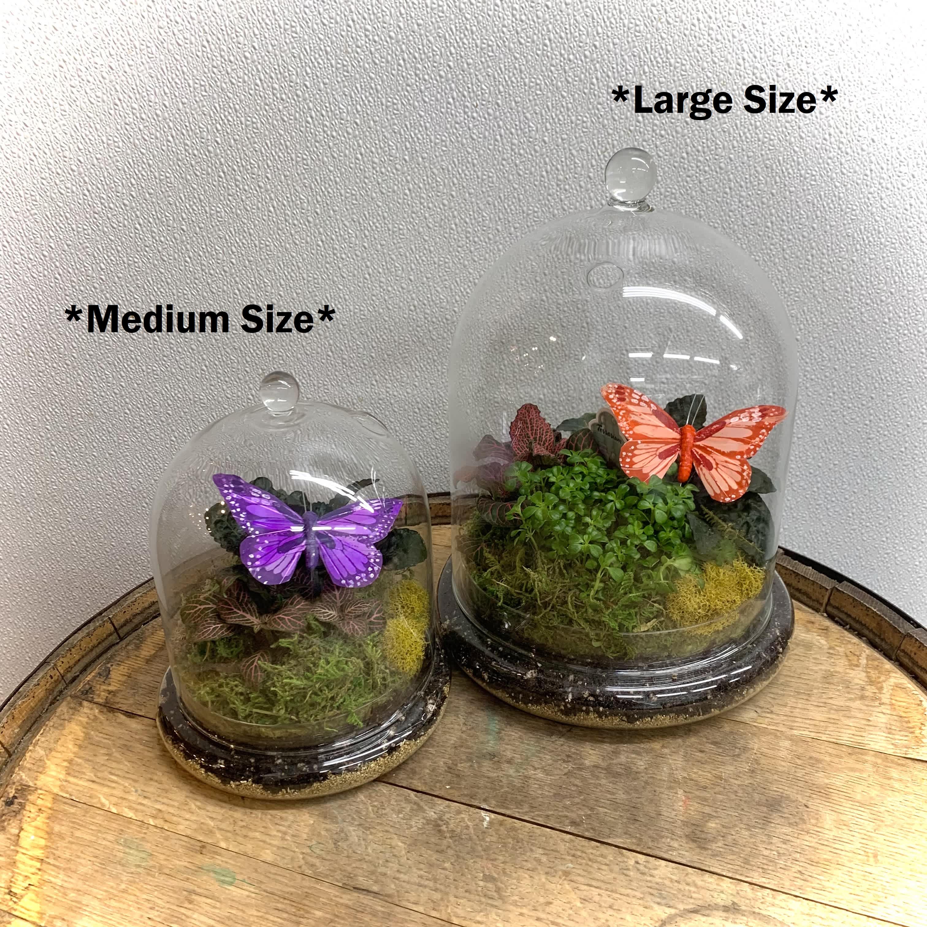 Cloche Garden - Classic Glass Cloche filled with mini plants and moss. Great for a counter or console table. Medium Size (6&quot; wide by 8&quot; tall)version can fit on a desk. Deluxe is the Large Size Cloche (8&quot; wide by 11&quot; tall). Comes with care guide. Very low maintenance and can be left alone for days. Plants &amp; moss colors vary.