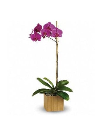 Imperial Purple Orchid - Shangri-la might be a fictional place but this stunning orchid is firmly planted in the most beautiful kind of reality. An exotic lavender phalaenopsis orchid comes delivered in a distinctive cube made of beautiful natural bamboo. It's easy to take care of and lovely to look at. A lavender phalaenopsis orchid plant arrives in an exclusive bamboo cube. It's almost too good to be true.   FCT98-1A