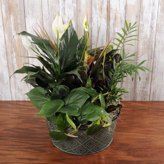 Dishgarden in Tin Medium - This tropical assortment of easy to care for houseplants is perfect for any occasion and arrives in a tin container.