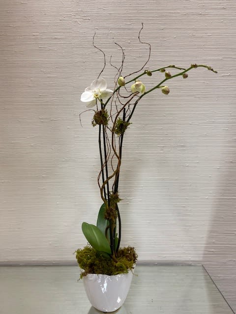 Classic White Orchid Classic White Orchid - A double stemmed white orchid embellished with curly willow and mossed in a white ceramic container.