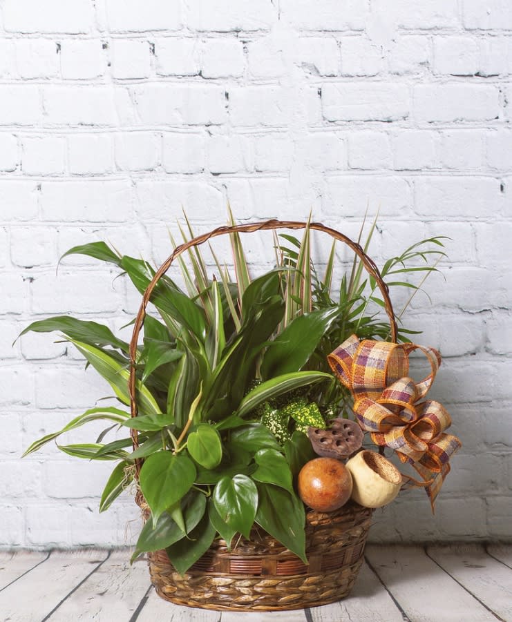 Mixed Green Plant with Dried Accents Mixed Green Plant with Dried Accents - This mix of green plants in a basket with dried accents is perfect for any occasion, whether it's a sympathy or simply letting someone know you're thinking of them. The basket gardens contain plants that are easy to care for. Please Note: Standard Delivery for this product occurs in the afternoon, between 2:30pm and 7pm. If you need it by a certain time, there is an option to select a timed window for scheduled deliveries.