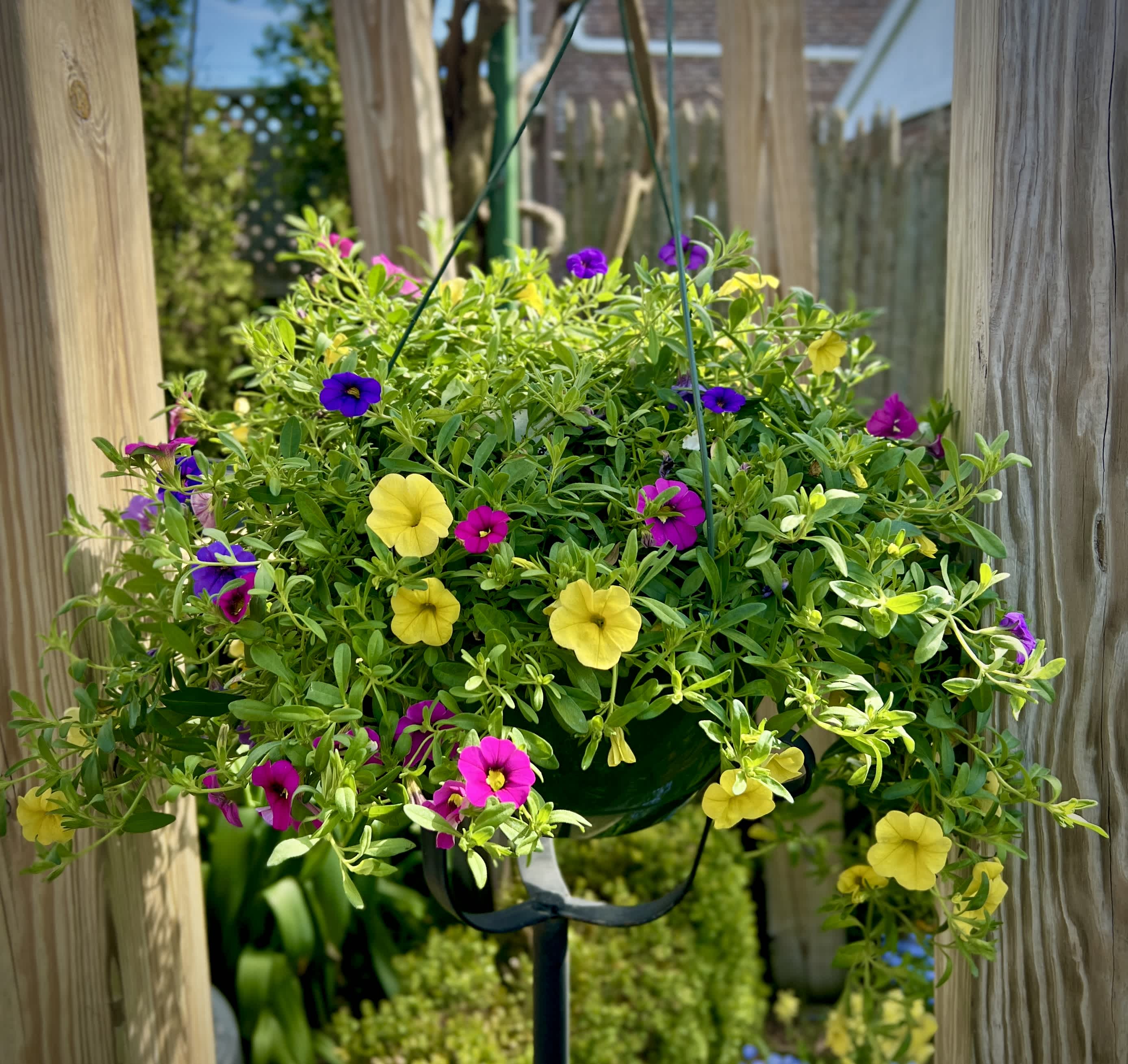 Pink, Yellow, and Purple Million Bells Outdoor Hanging basket (Only 1 available) - Pink, yellow, and purple  Million Bells make up this colorful outdoor hanging basket. As this basket grows, the beautiful flowers will rail down and create a spectacular show. Best blooms in FULL SUN. Quantities very limited.