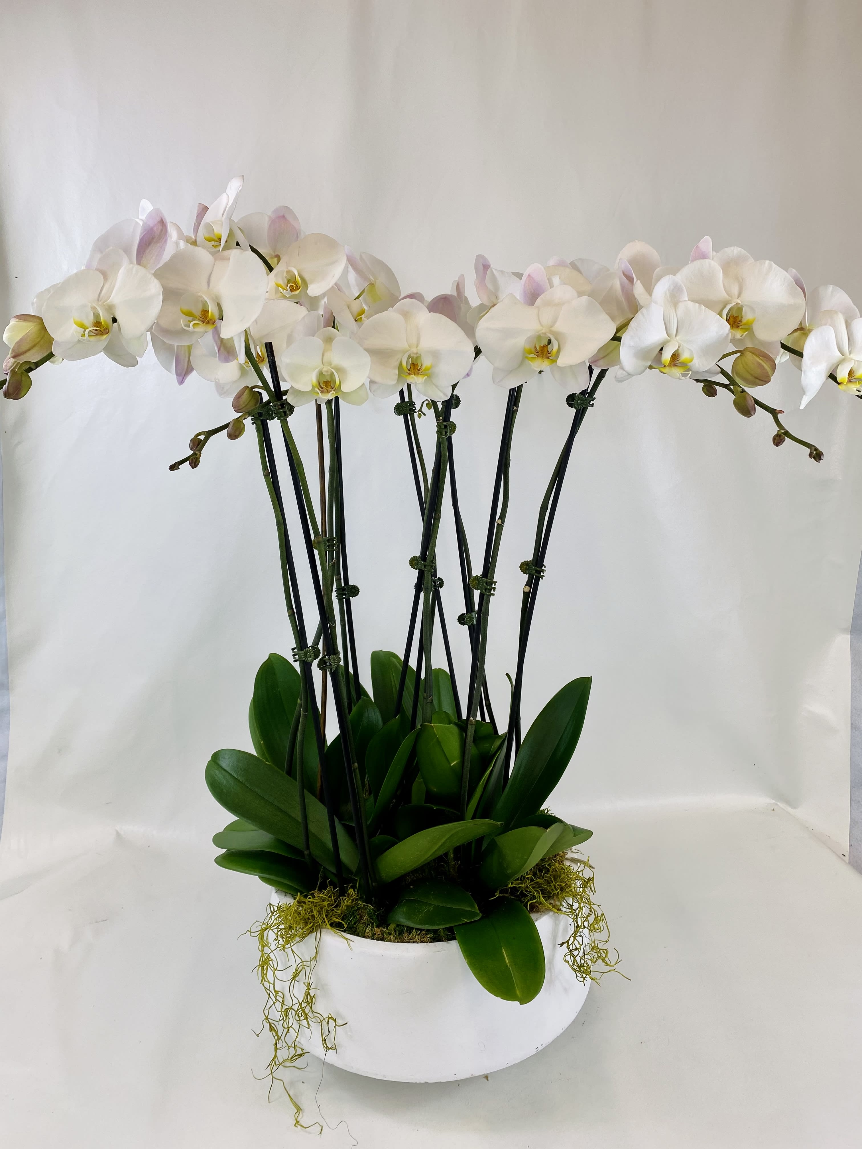 Majestic Orchids  - Super elegant 5 tall double white orchids plants in a large white pot.
