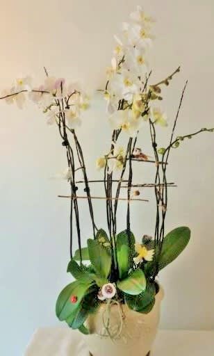 Five orchid plants - If one orchid plant is &quot;WOW&quot;, you can imagine what the reaction will be as we pull out all the stops and arrange five (5) white phalaenopsis orchid plants together in the same ceramic container.   SUPER-WOW!   We also can do this using lavender or kaleidoscope color orchids.  Let us know your color preference.