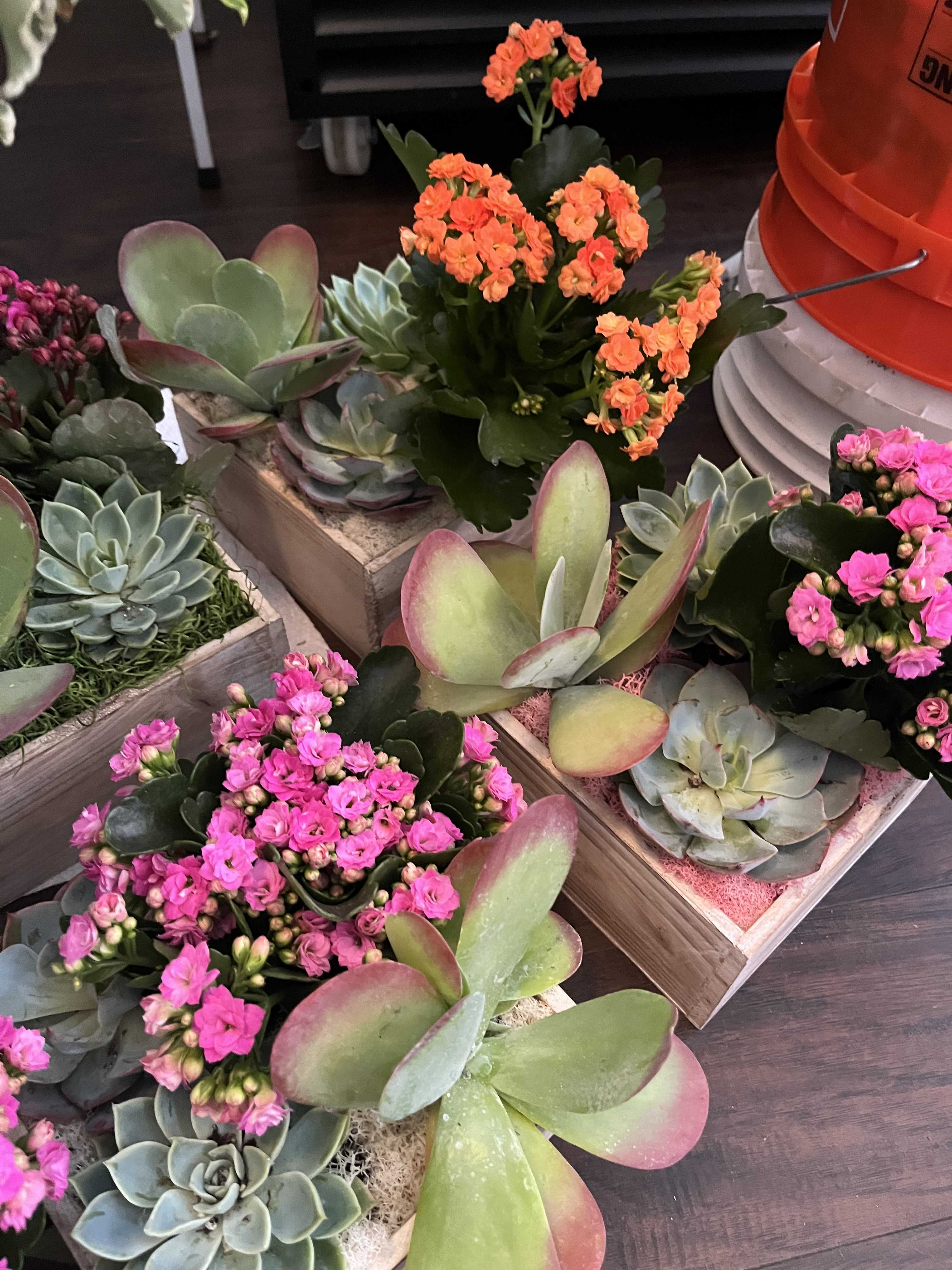 Succulent garden Succulent garden - Mixed succulents