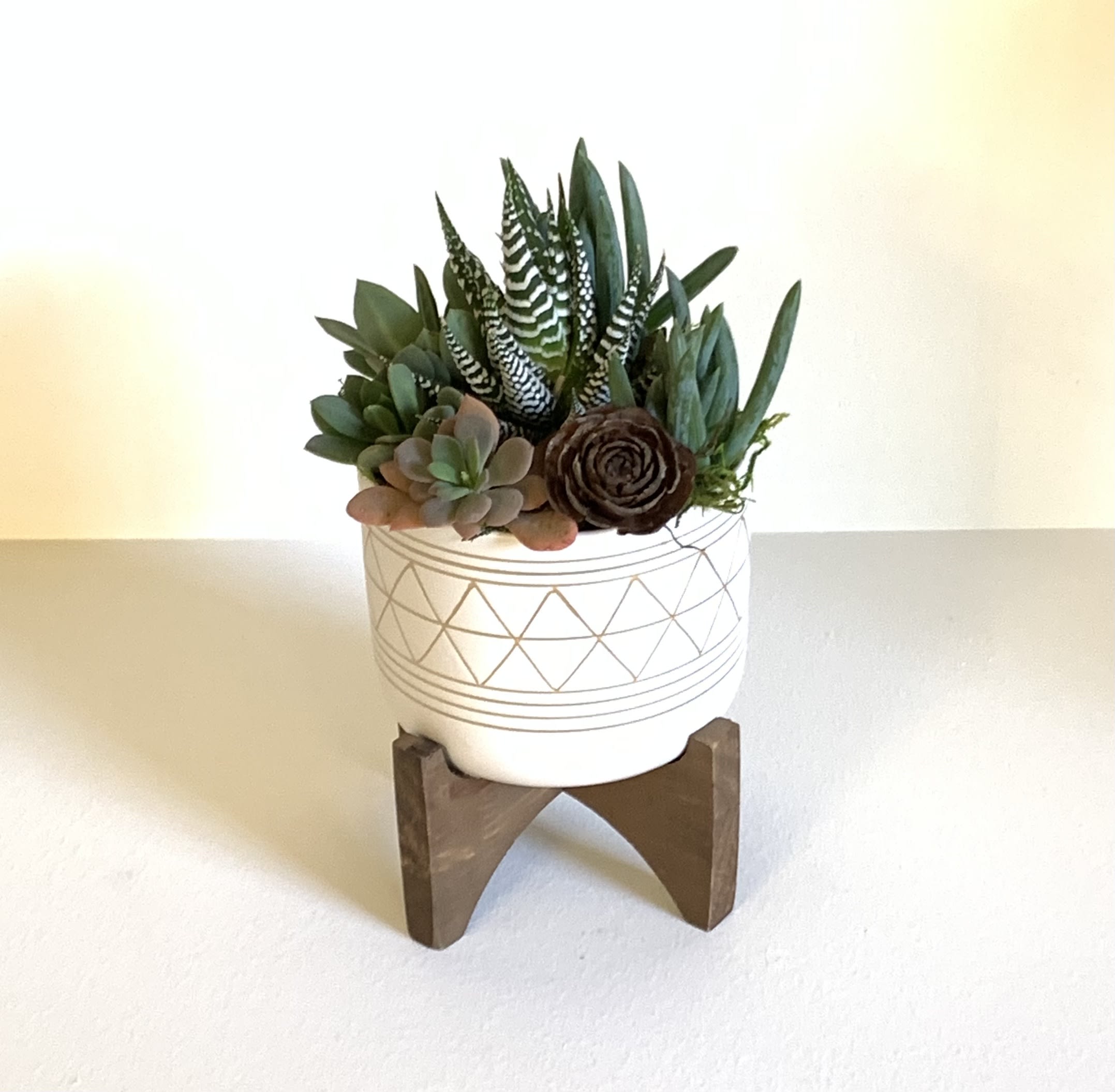 Roadside in Topanga  - A collection of succulents adorned with a rose pinecone. This beautiful mix is sitting in a white and gold ceramic pot with a wood stand.    Temperature: Although succulents can usually handle more rainfall than they’d get in their native habitat, their roots may rot if the soil stays soggy. Very few succulents thrive outdoors where temperatures drop below freezing (32 degrees F) for extended periods.   Water &amp; Fertilizer: The rule of thumb is to water succulents thoroughly once a week in summer, twice a month in spring and fall, and monthly during their winter dormancy. Keep succulents on the dry side, and give their roots superb drainage.  Most important is to not overwater these lovelies.  **PET SAFE
