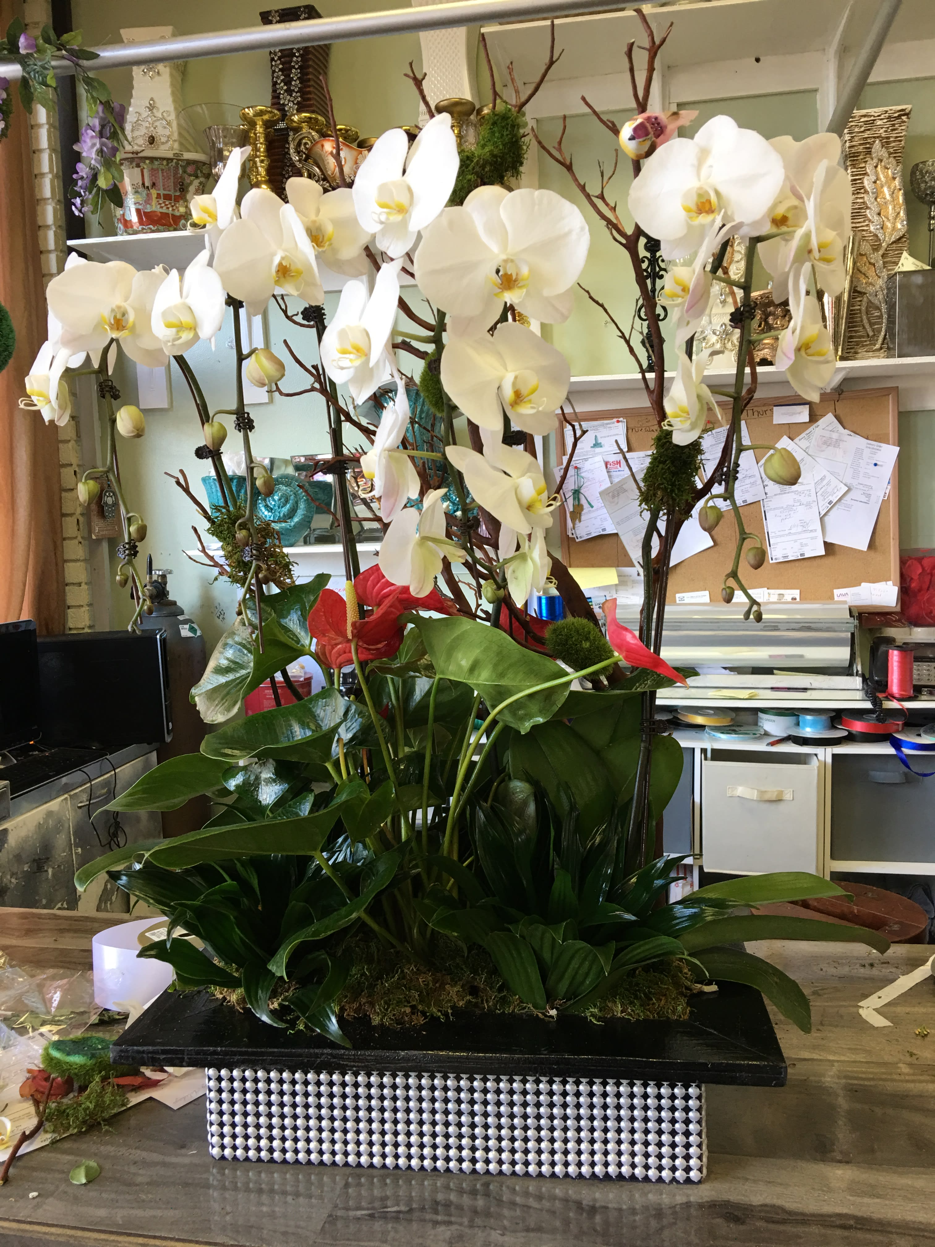 Orchid Anthurium Galor - Multiple white orchids, with anthurium plants in an elegant pearl box.