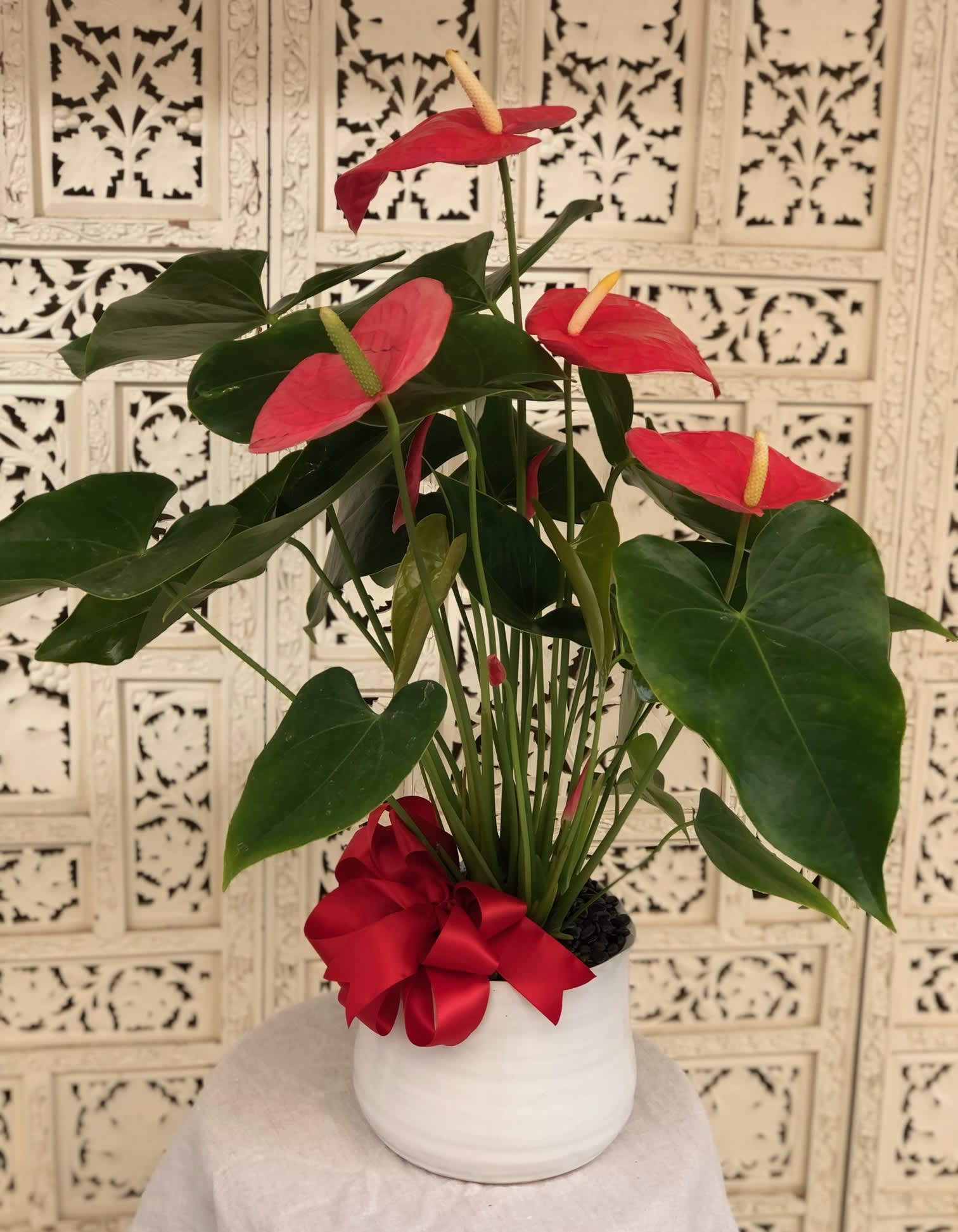 Anthurium Plant - Beautiful Red Anthurium in Modern/ Organic White pot with black rocks and red bow. Perfect!