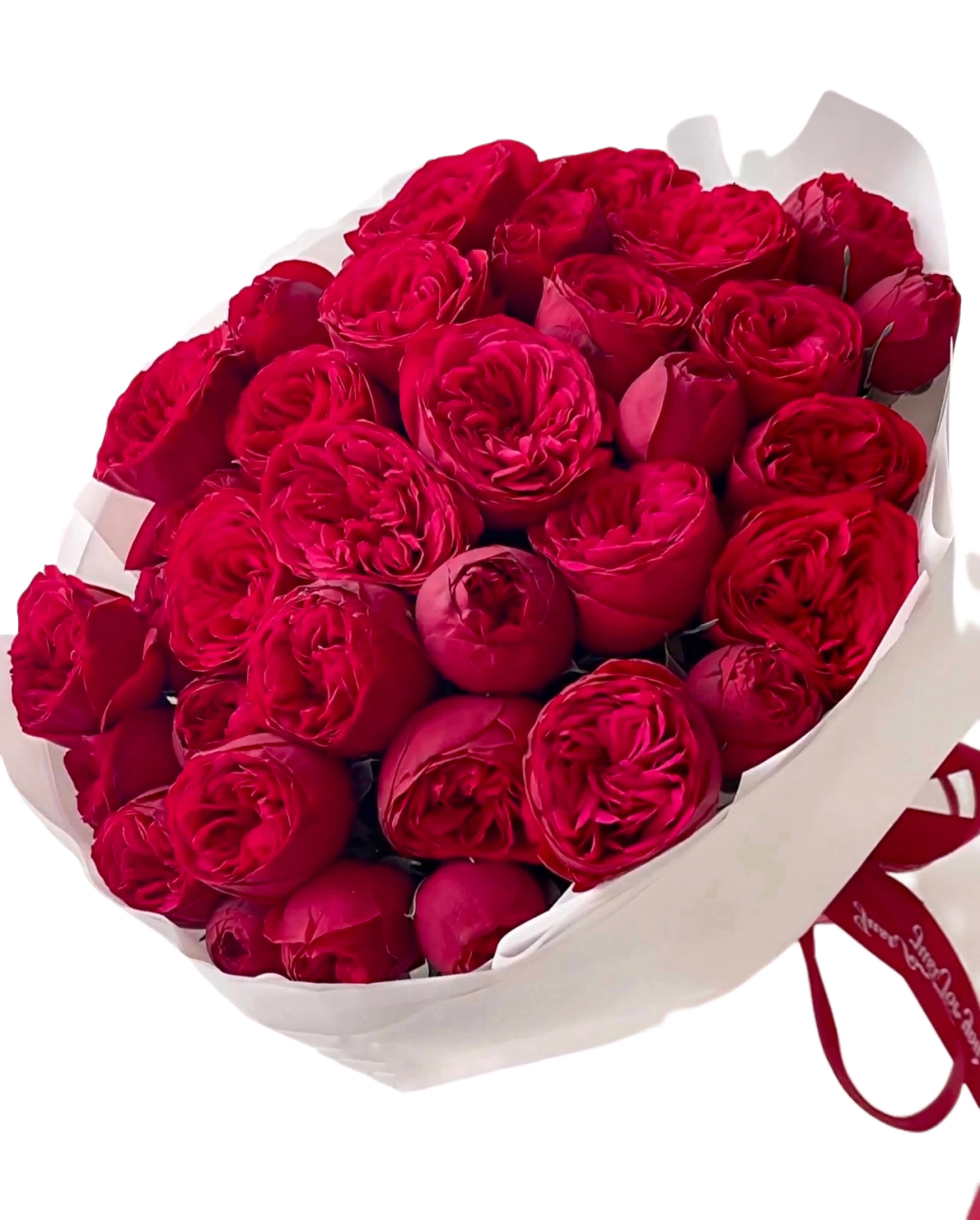 Red Piano Garden Roses - In a garden ablaze with passion, the crimson peony roses reign supreme, their voluptuous blooms unfurling like scarlet dreams in the morning light. Each petal, a testament to nature's artistry, whispers tales of ardor and devotion, as they sway gracefully in the gentle breeze. With their rich hue reminiscent of a lover's blush, these resplendent flowers weave a tapestry of romance and longing, casting a spell of enchantment upon all who behold their fiery beauty.