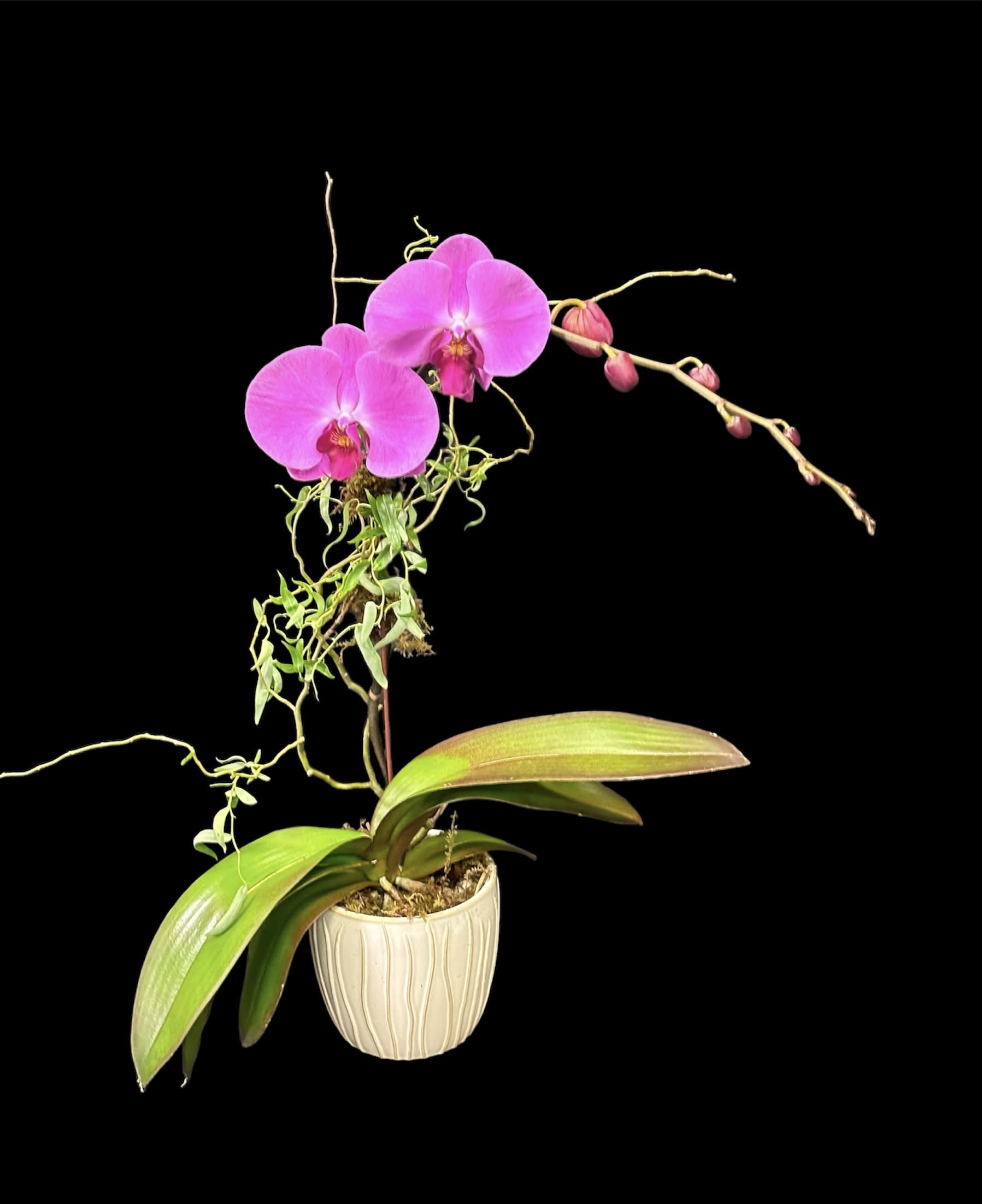 Pink orchid in a pot - One pink orchid stem in birch vase.