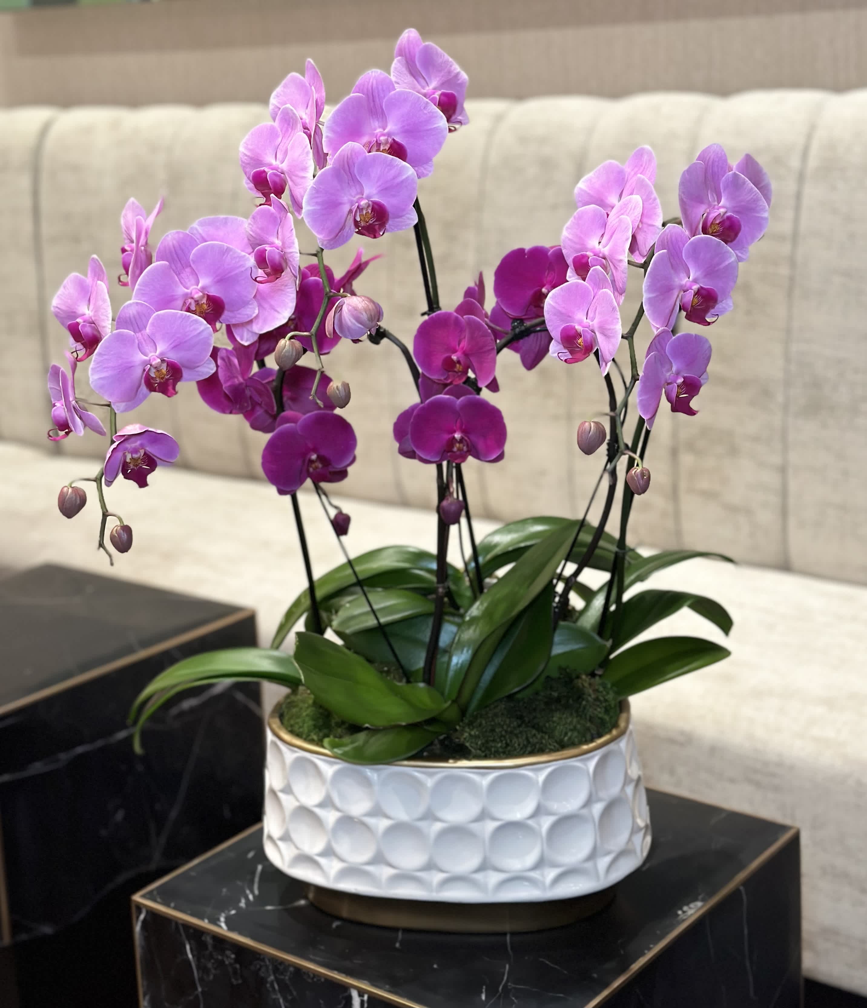 Mix Orchids - In a vessel of pure elegance, mellow hues of raspberry orchids cascade, their slender stems delicately cradled in a dance of sophistication. Each bloom, a masterpiece of nature's finesse, exudes an aura of exotic allure, as their velvety petals unfurl like whispers of passion. In the gentle embrace of the vase, these radiant orchids infuse the space with a sense of mystique and refinement, painting a portrait of opulence and grace that captivates the soul.