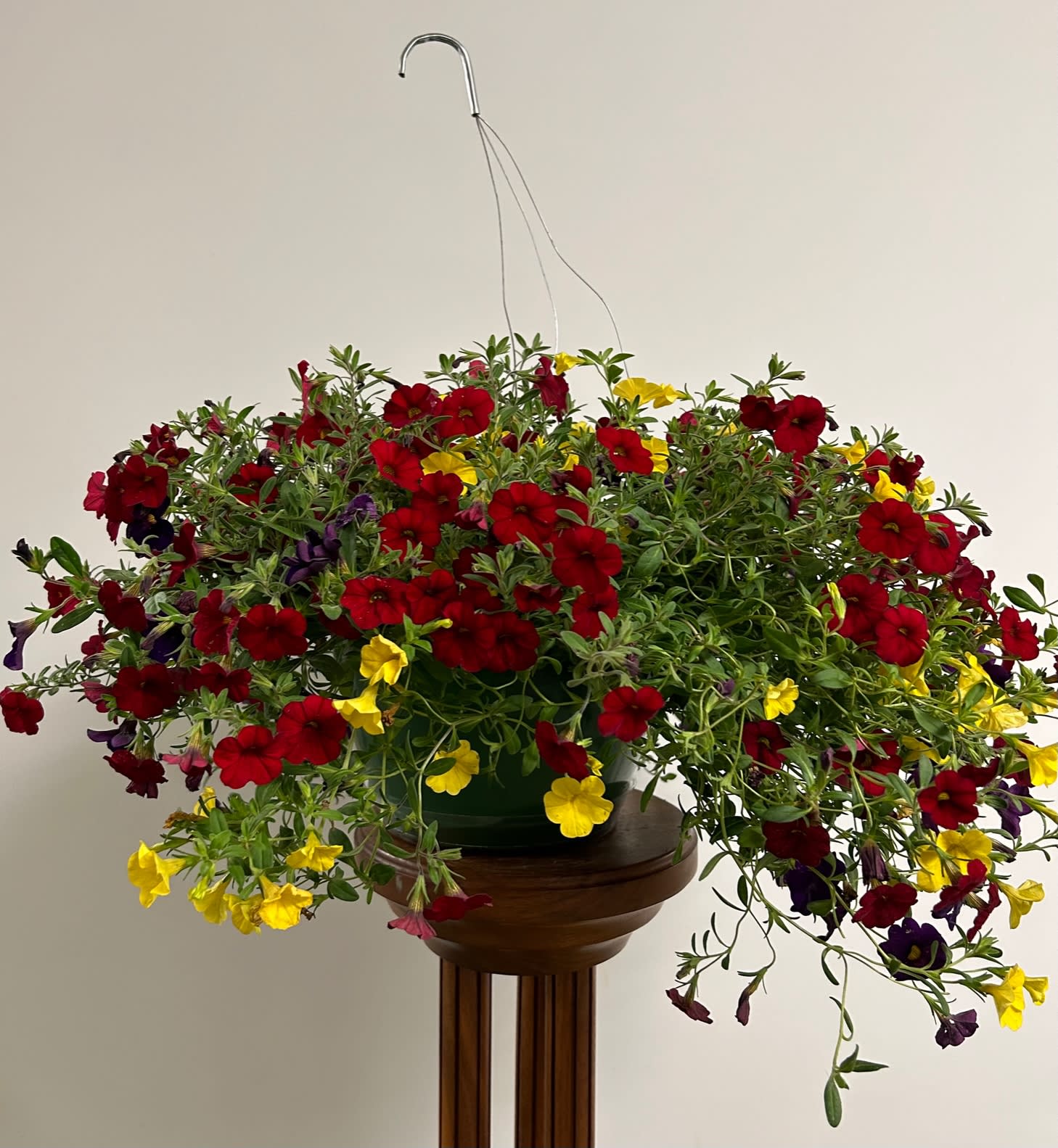 Hanging Basket (Calibrachoa) - Easy care! Does best with at least 6 hours of full sun, but can tolerate partial shade.  COLOR VARIETY WILL VARY.  Considered a &quot;self-cleaning&quot; plant, however will benefit from a serious cutting back toward the end of the summer.  Feed regularly with liquid fertilizer. Colors may vary.