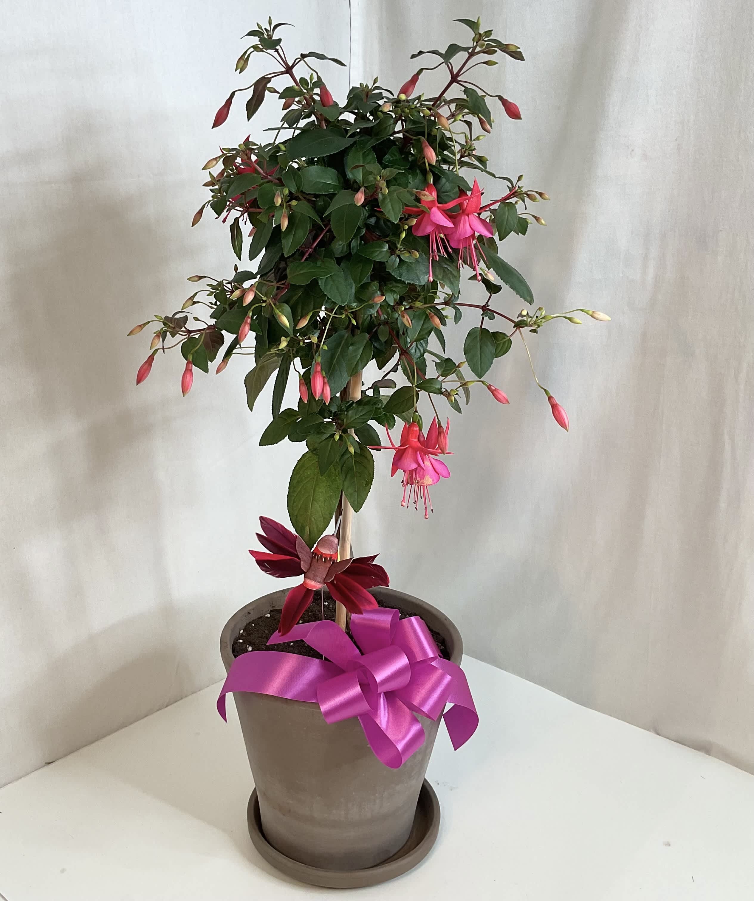 Fuchsia Topiary - A popular plant for Mother’s Day that Mom will love, adorned with a humming bird.