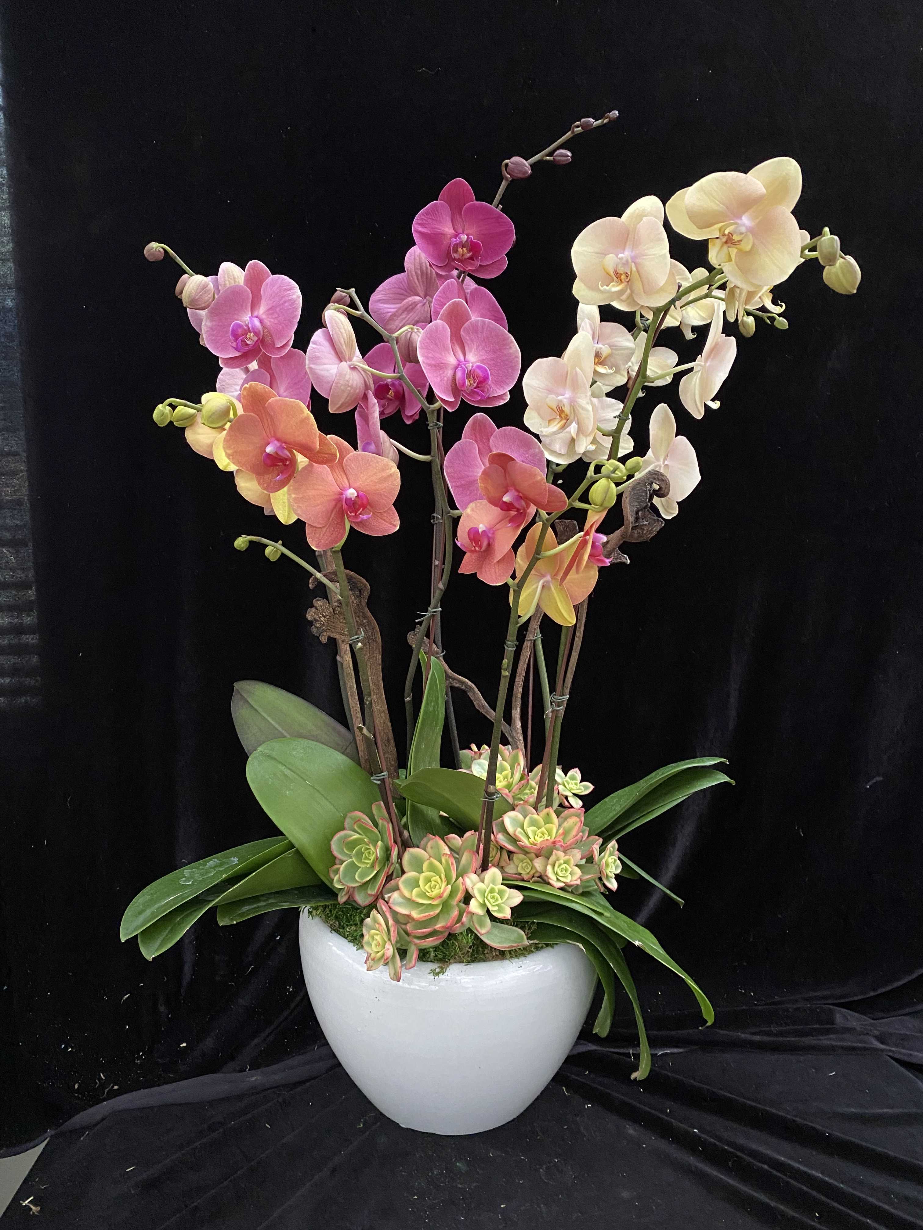Beautiful mix colors design Beautiful mix colors design - Mix colors custom design in ceramic with najah branches and succulents.