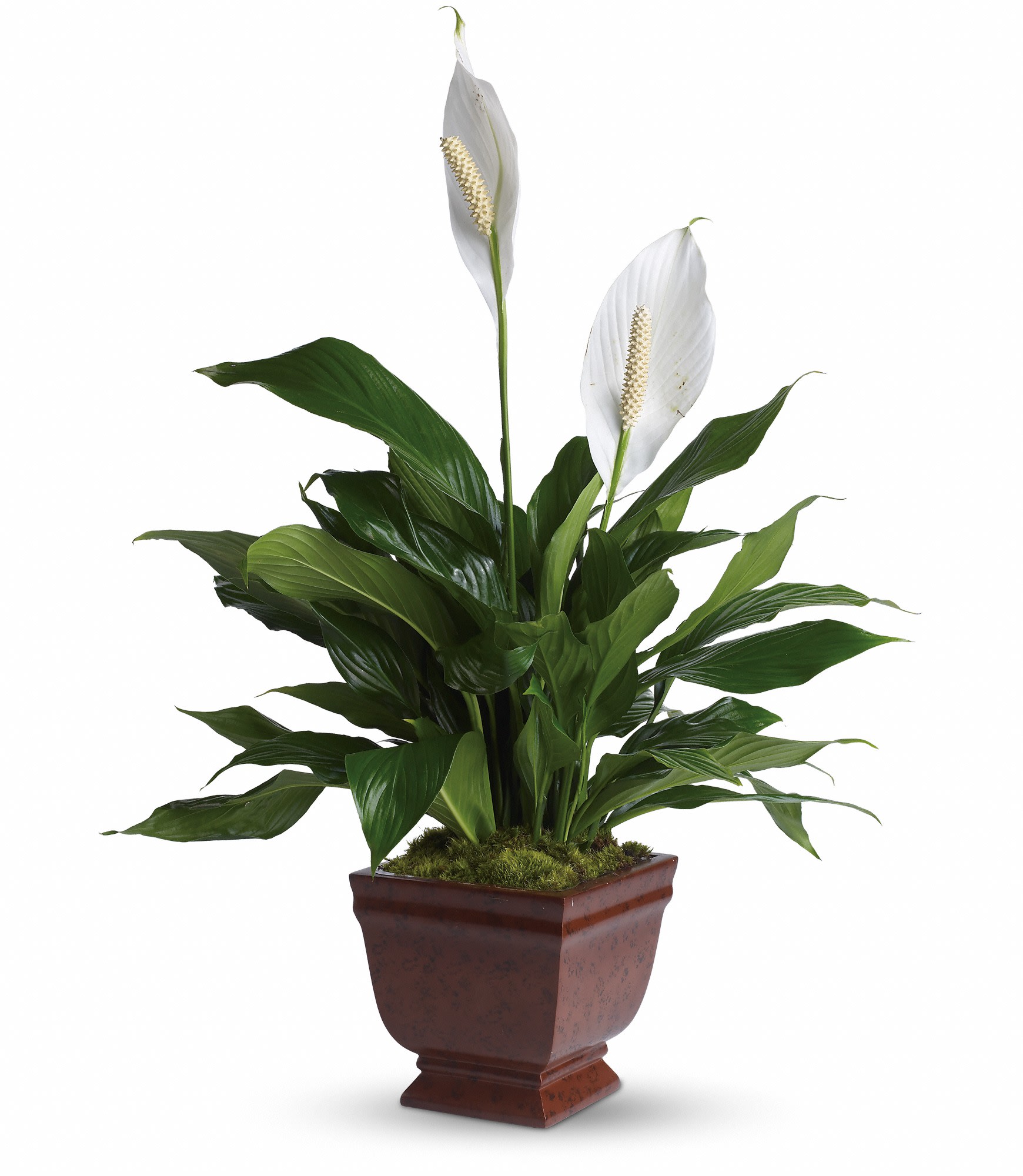 Lovely One Spathiphyllum Plant - The graceful spathiphyllum plant with its snowy white flowers is a familiar and reassuring sight in any setting. A gift of beauty that lasts. T272-1A