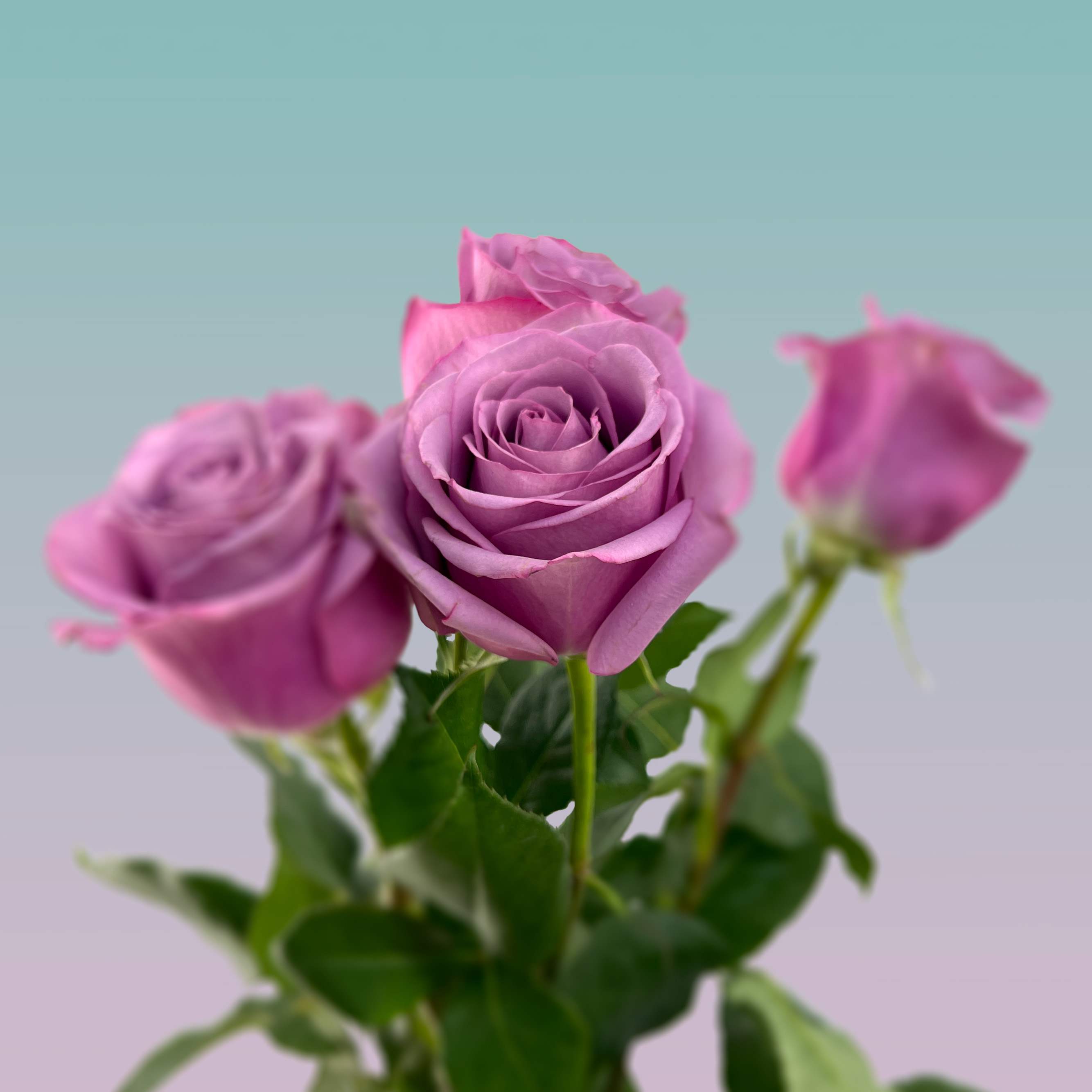 Classic Lavender Rose Bouquet - An enchanting bouquet of lavender roses sweetly touches her heart.  The roses come in a variety of lavender  tones, can not control availability, unless requested a day in advance. 
