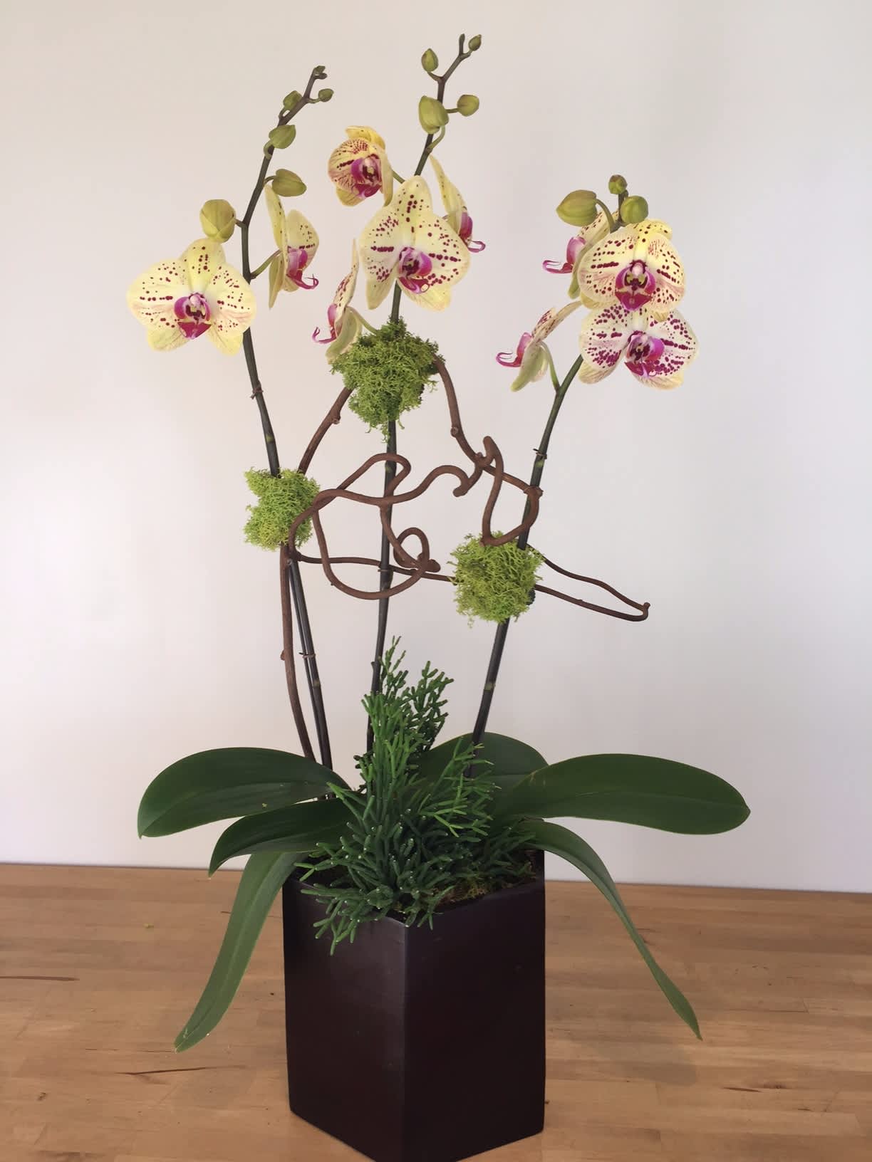 Phalaenopsis yellow #7 Phalaenopsis yellow #7 - Phalaenopsis Orchid yellow with spots with 3 orchids.