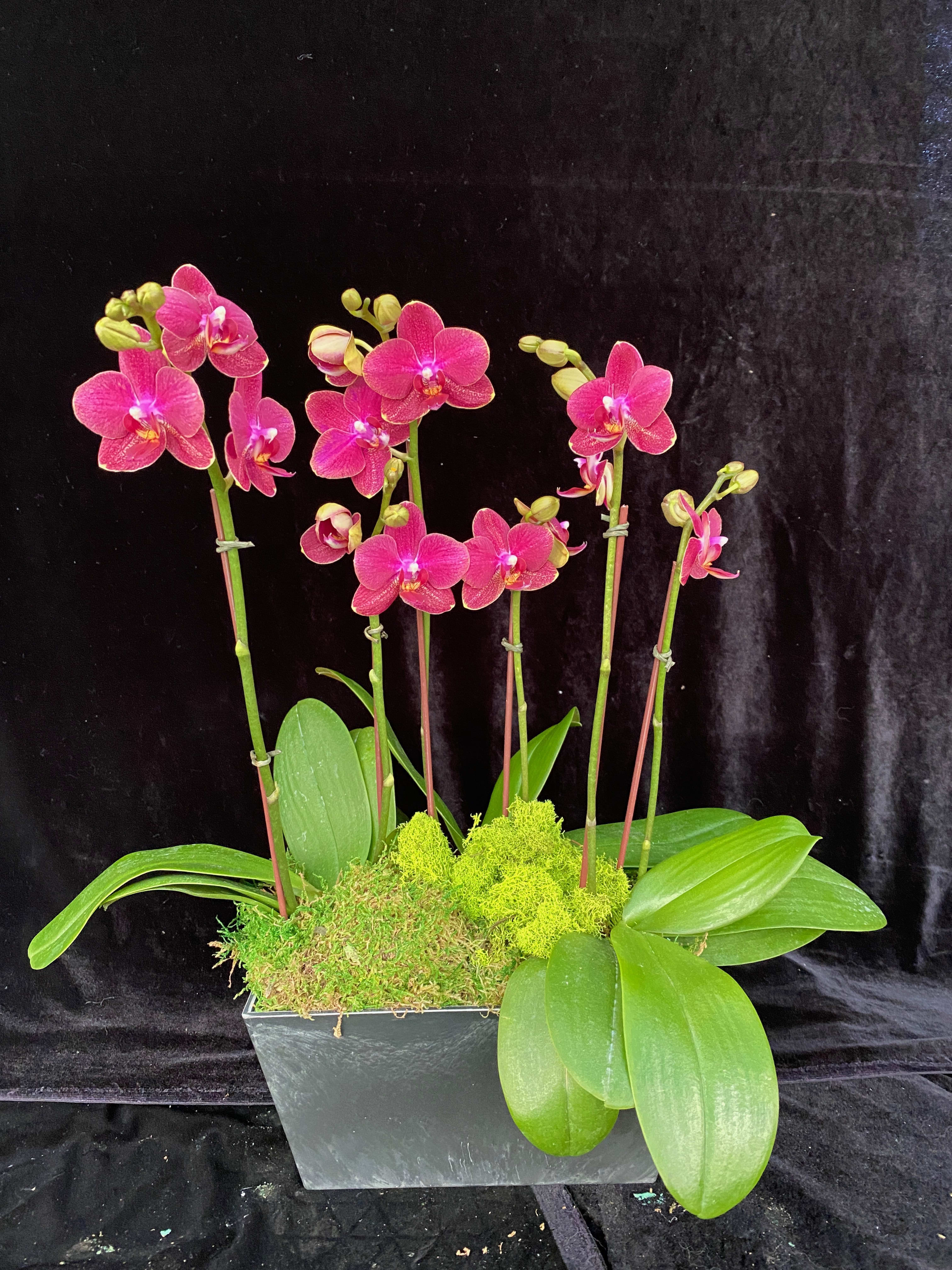 Phalaenopsis red Phalaenopsis red - Three plants in oval or rectangular pot.