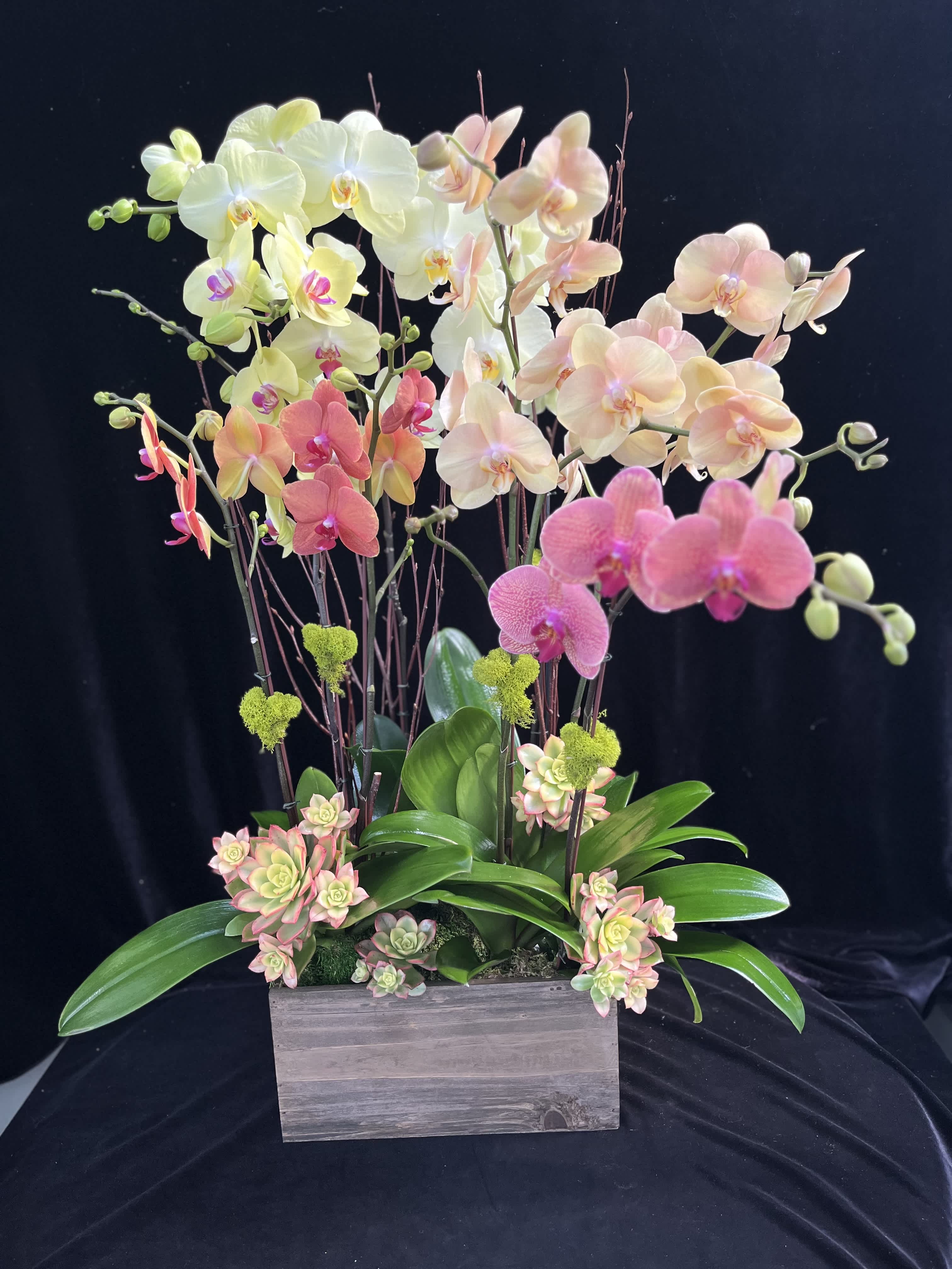 Customer design - Customer phalaenopsis design with succulents in large wooden pot.