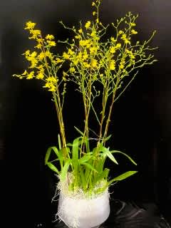 Dancing Lady Orchids - Many (5-6) of the yellow Oncidium Orchids ( Dancing Lady ) in a iron  bowl .
