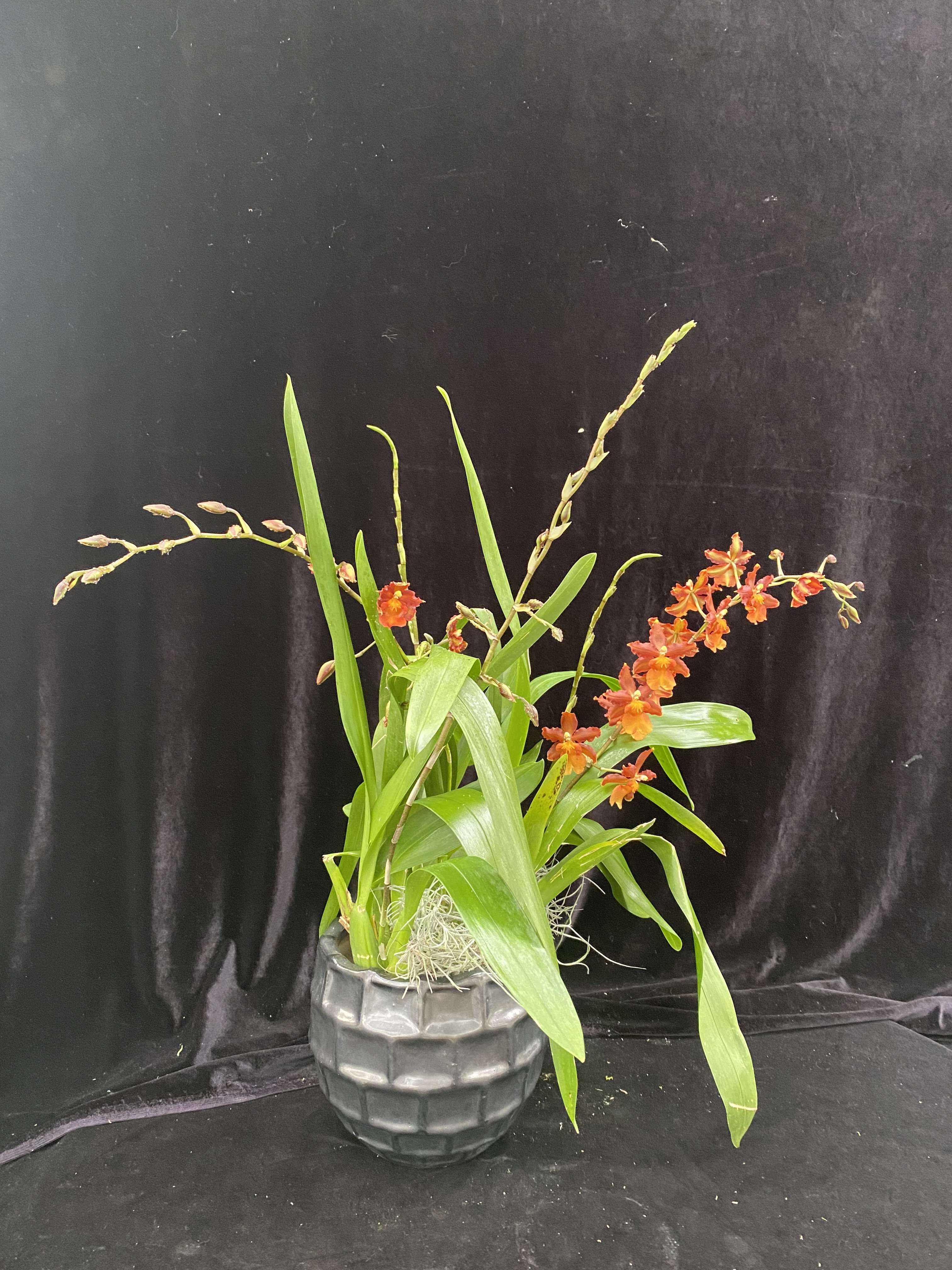 Colmanara Catatante - It’s a oncidium type of orchid.