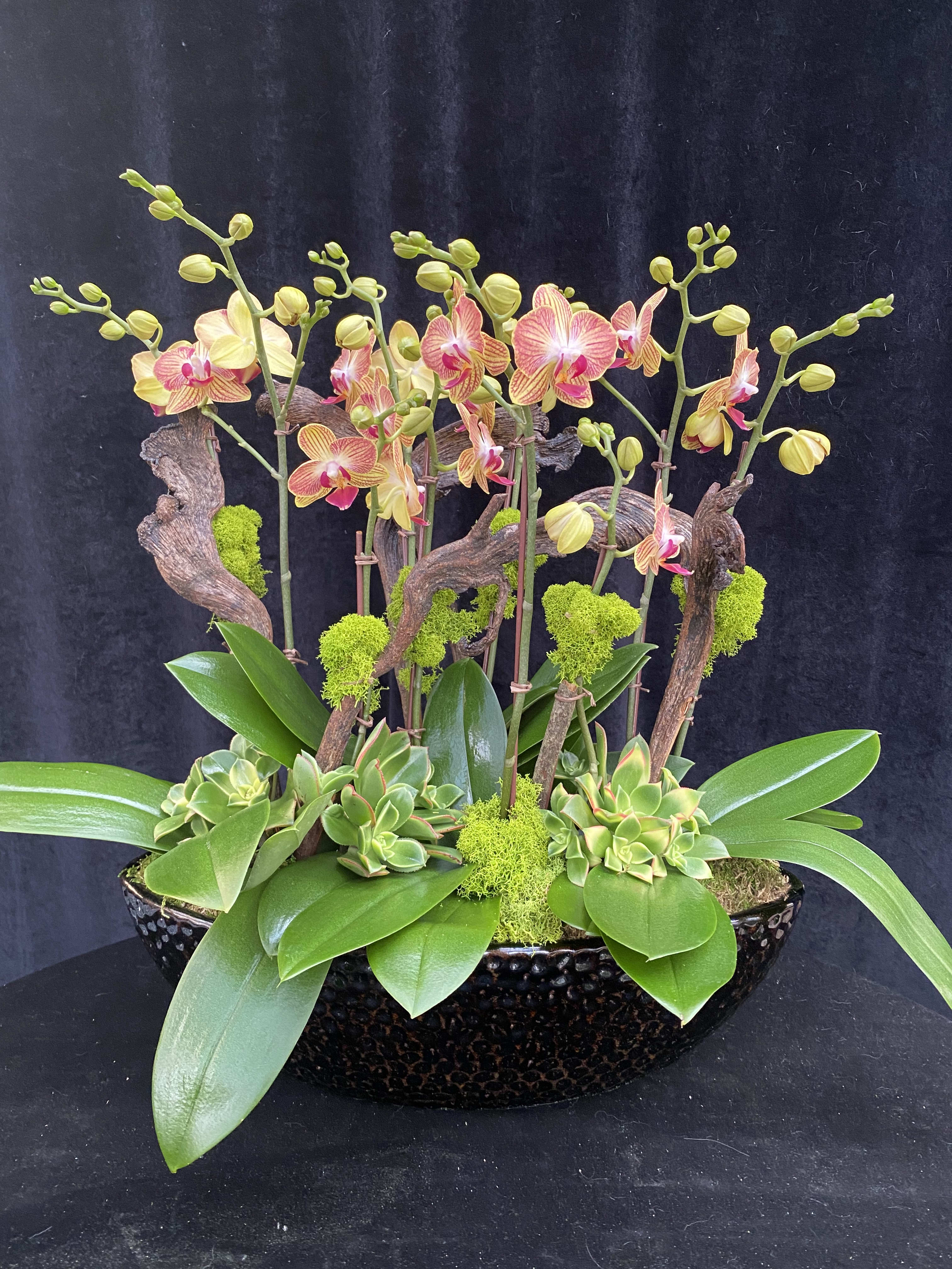 Phalaenopsis design with najah branches and succulents.  - Phalaenopsis design similar to Forever Love with upgrade of bigger pot and orchid.