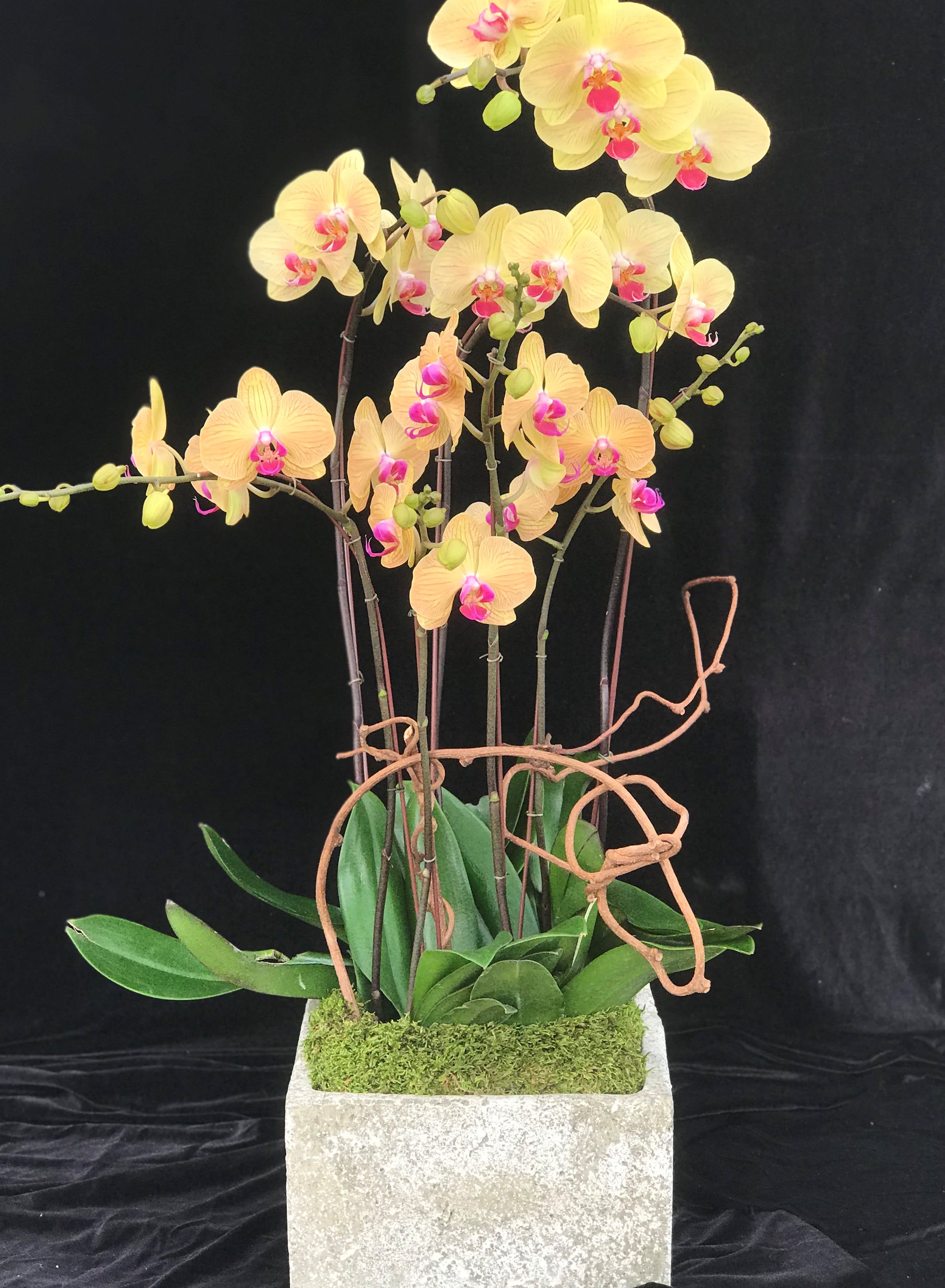 Mother's Day Orchids #1 Mother's Day Orchids #1 - Perfected Mother's day gift. Phalanopsis Orchid arrangement in a clay pot.