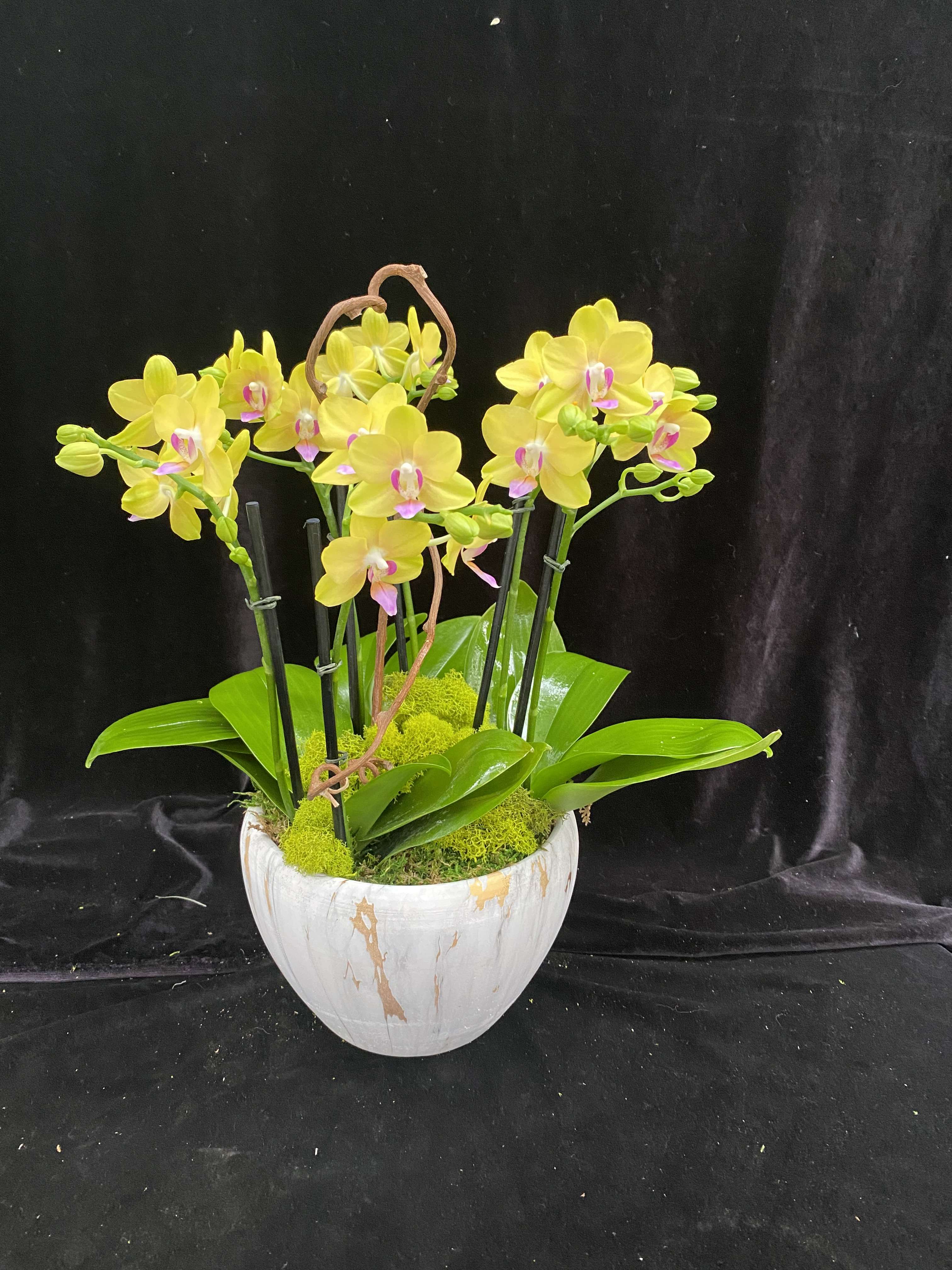 Mellow Yellow  - Similar design like Forever Love but different ceramic pot.