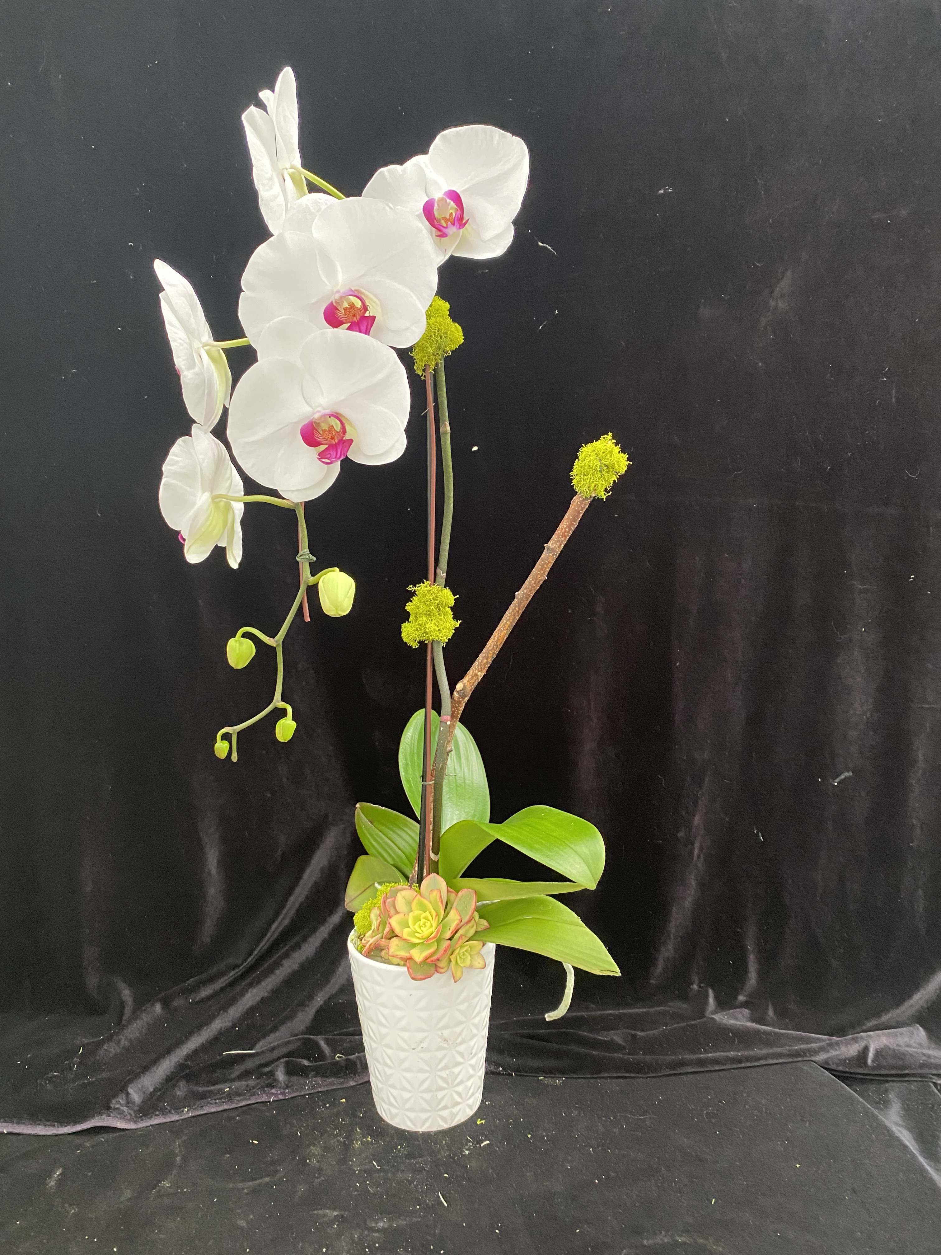 Standard white with red lip. Standard white with red lip. - Phalaenopsis design with succulent.