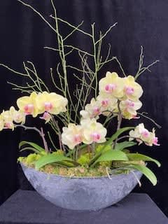 Mini Yellow Orchids Mini Yellow Orchids - Mini yellow orchids in a pot 9 ( three orchids)