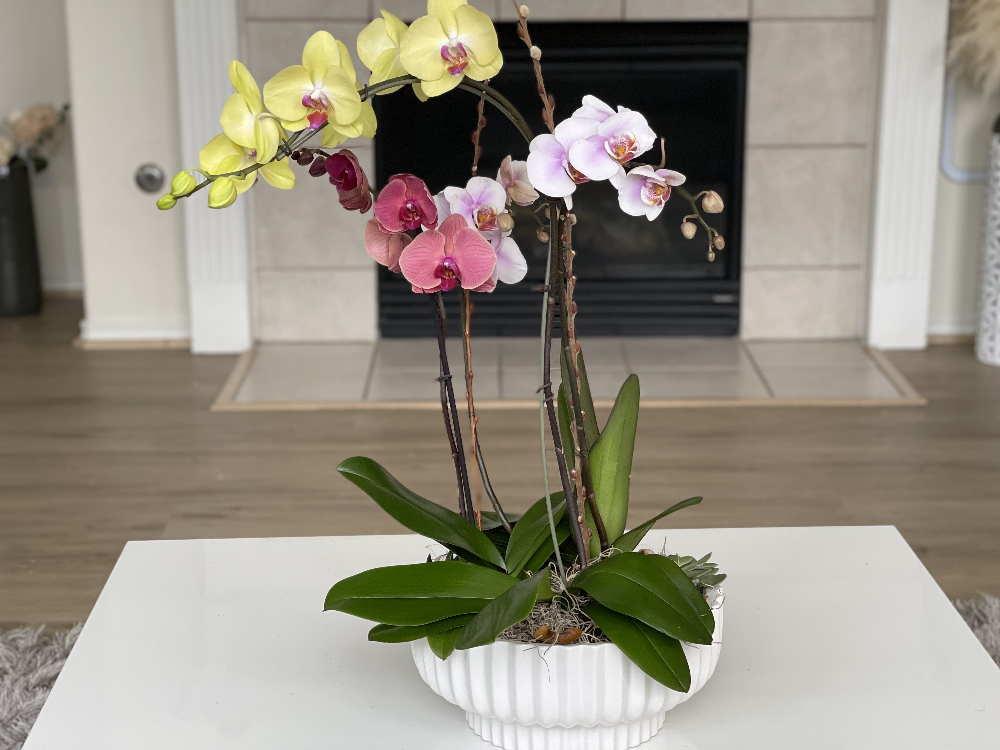Ada Orchids Ada Orchids - Create a sense of elegant with this exotic tranquility garden . Phalaenopsis Orchids and succulents in a vase white. It’s a beautiful way to bring color and happiness into any space.