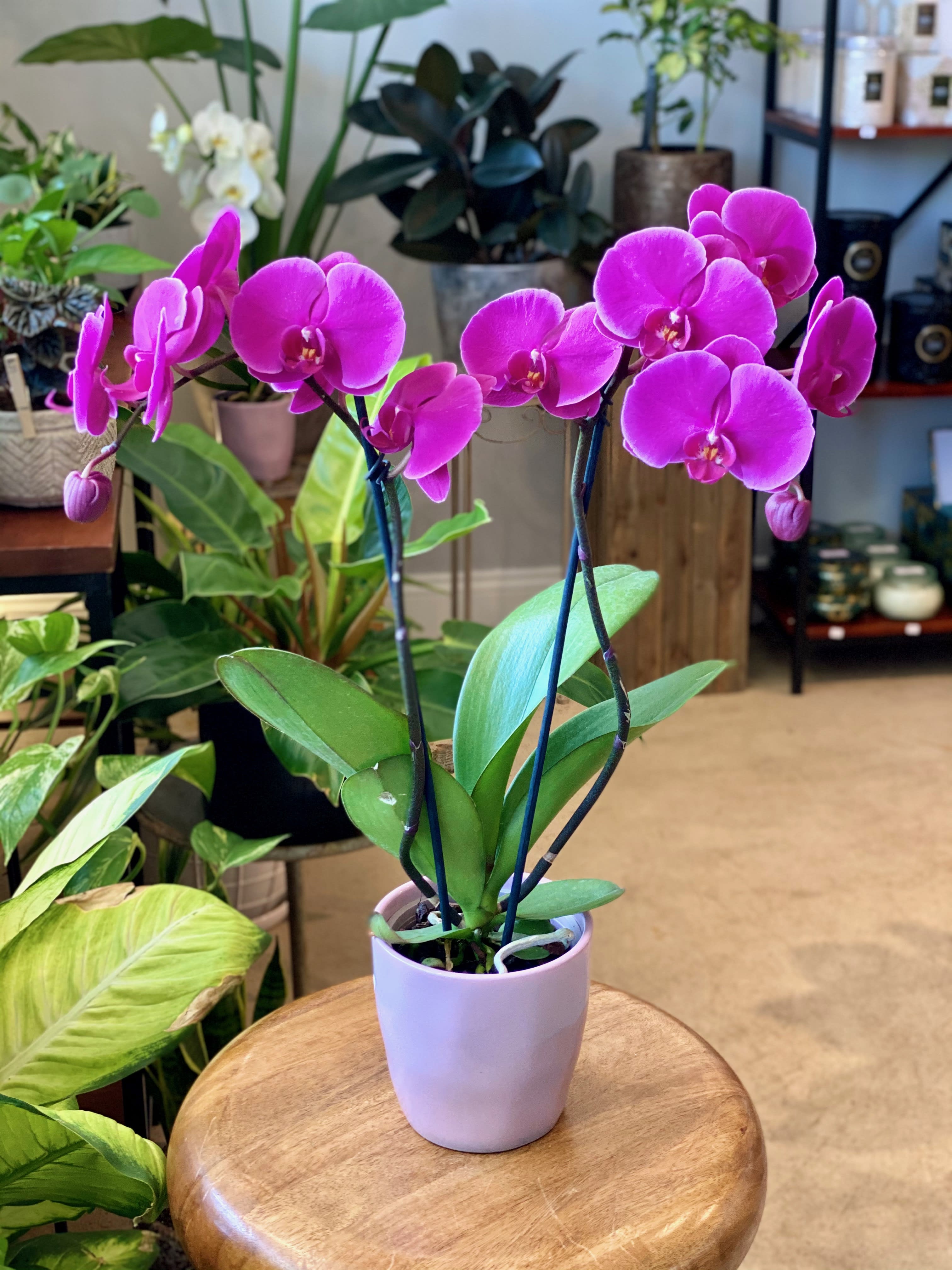 Purple phalaenopsis 2 stem orchid in ceramic pot - PLEASE NOTE:  pot color may vary