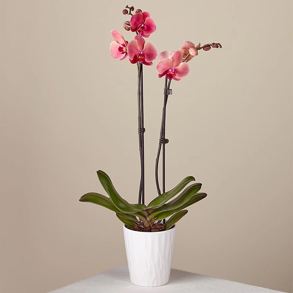 Pink Orchid - Pink Orchid plant presented in a ceramic vase.  Orchid Care:  Light- Keep indoors in bright, indirect light. Temp- Maintain 65-80 F. Water-  Once per week. Submerge the entire pot in water for 5 minutes, then allow to drain.
