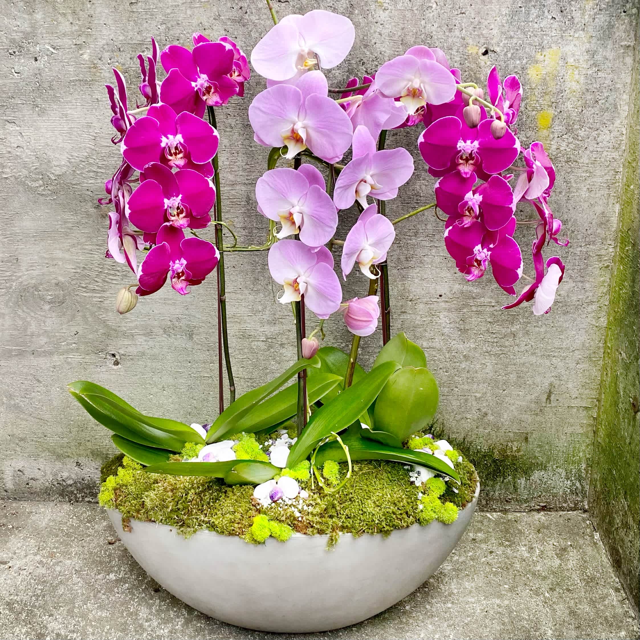 Color Phalaenopsis Orchid Plant Trio - We take great pride in how we pot and dress our beautiful Phalaenopsis orchid plants. We choose stylish ceramic or fiber reinforced concrete containers and accent the orchids with moss, branches and interesting stones and textural elements. Whether it is for celebration or sympathy, our orchid trio has a wow factor that is sure to impress the recipient.  We try to always stock a nice variety of orchid plants. This trio is also stunning with three white orchid plants which is available for $295. Double stem plants in both white and color are also available but may require advanced notice for us to source them. Call for pricing on double-stem plants.  All orchid plants are delivered with detailed care instructions to make it easy for the recipient to care for them and to get them to rebloom. Container and accents may vary from the photographs but will always be appropriate for the occasion.  Orchid plants will vary in height but are generally 28 to 36 inches tall.