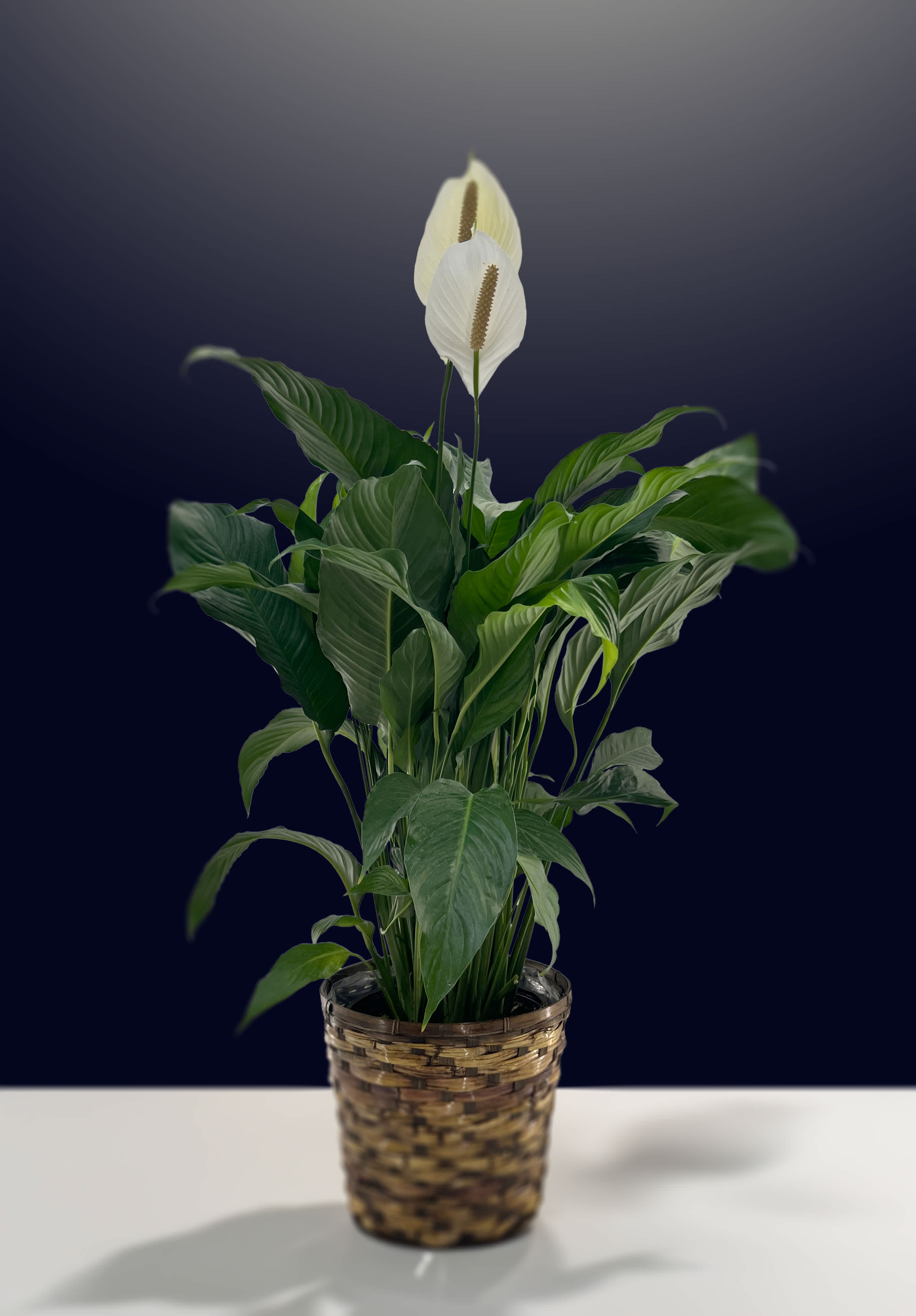 SOLD OUT | 10&quot;(25.4cm) Peace Lily Plant (Spathiphyllum) - 10&quot;(25.4cm) Potted peace lily plant. Note: Depending on the season, some plants may not have blooms at the time of purchase