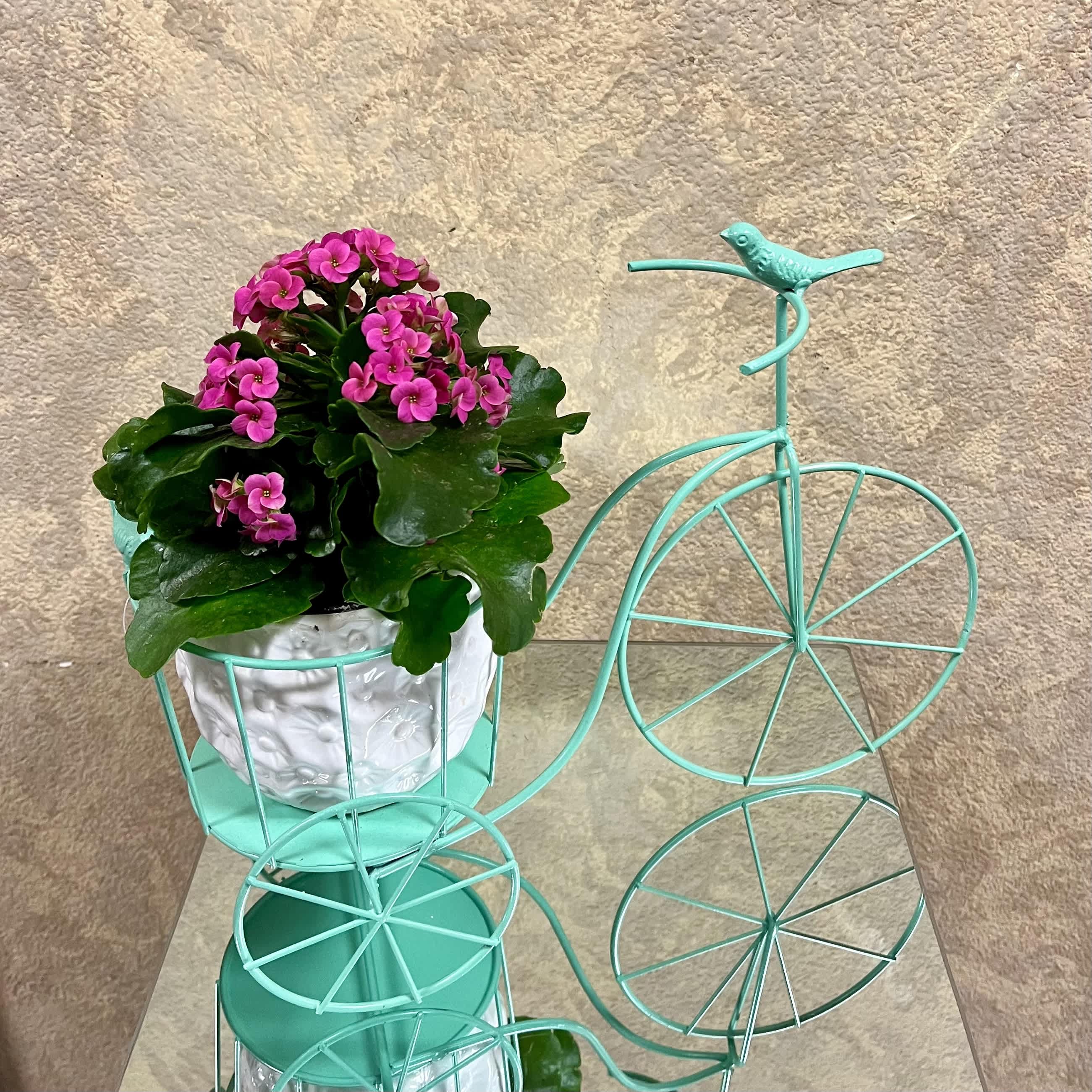 Blue Bike Stand with Plant - Blue Bike Stand with Blooming, Succulent or Green plant.  PLEASE SPECIFY IN SPECIAL INSTRUCTIONS