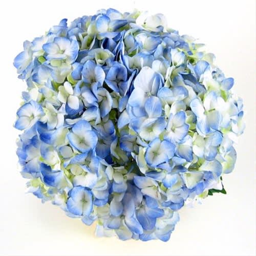 Blue Hydrangea (5 Stems) Bunch - Blue Hydrangea Bunch Please read the following instructions before placing your order.  Bulk flower orders placed through our online site must be placed two days in advance from the desire pick up date, that will give us enough time to get it ready for you in case we do not have the item available in store. To check availability of the item you could contact our location in Tustin for more information. If you place the order with no anticipation time your order must be canceled.  155 W. First St. Tustin, CA. 92780 (714) 368-9845  Mon-Fri 8 a.m. - 6 p.m. Saturday 8 a.m - 5 p.m. Sunday 10 a.m. - 2 p.m.