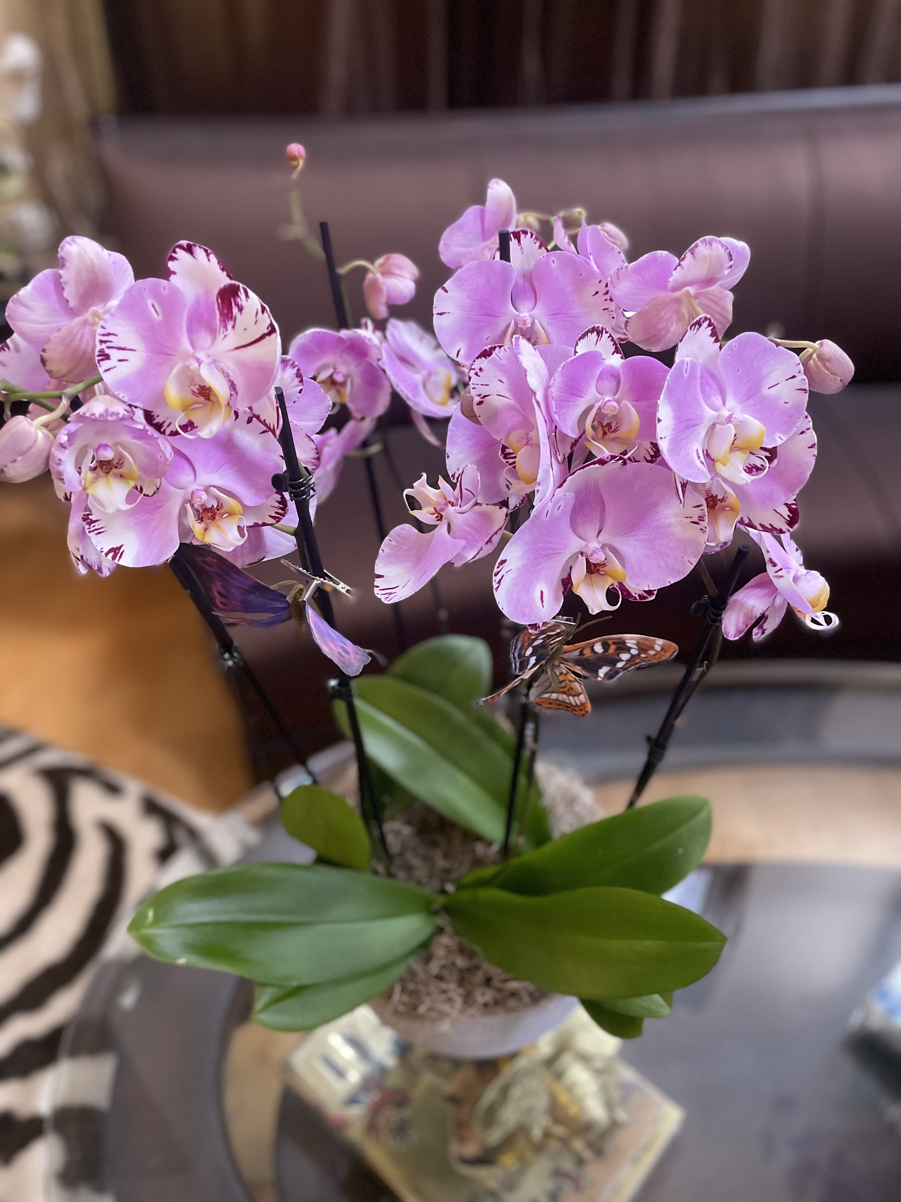 Majestic Orchids in elegant style  - Last minute request for same day ? Call us directly ! We have gorgeous orchids , elegantly arranged. Symbolic  of beauty, love, luxury, and strength. They are often associated with elegance, refinement, and exoticism. Orchids are also believed to represent rare and delicate beauty, making them a popular choice for special occasions and gifts. Whether you're expressing your admiration for someone or simply adding a touch of sophistication to your surroundings, orchids convey a message of elegance and allure. 