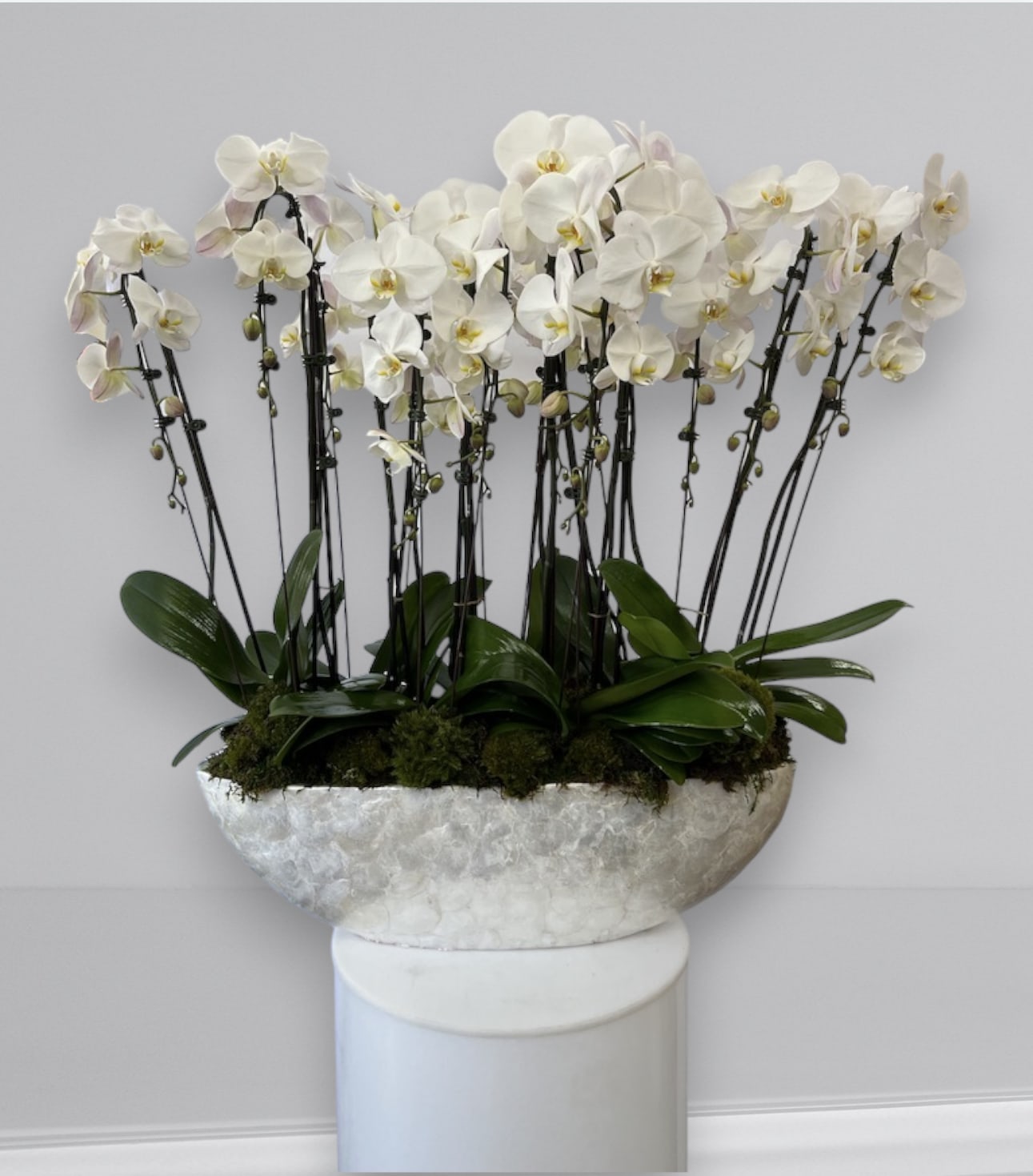 Orchid Love Boat - Our premium Phalaenopsis orchids, create an indoor garden that elevates style and provides lasting enjoyment.