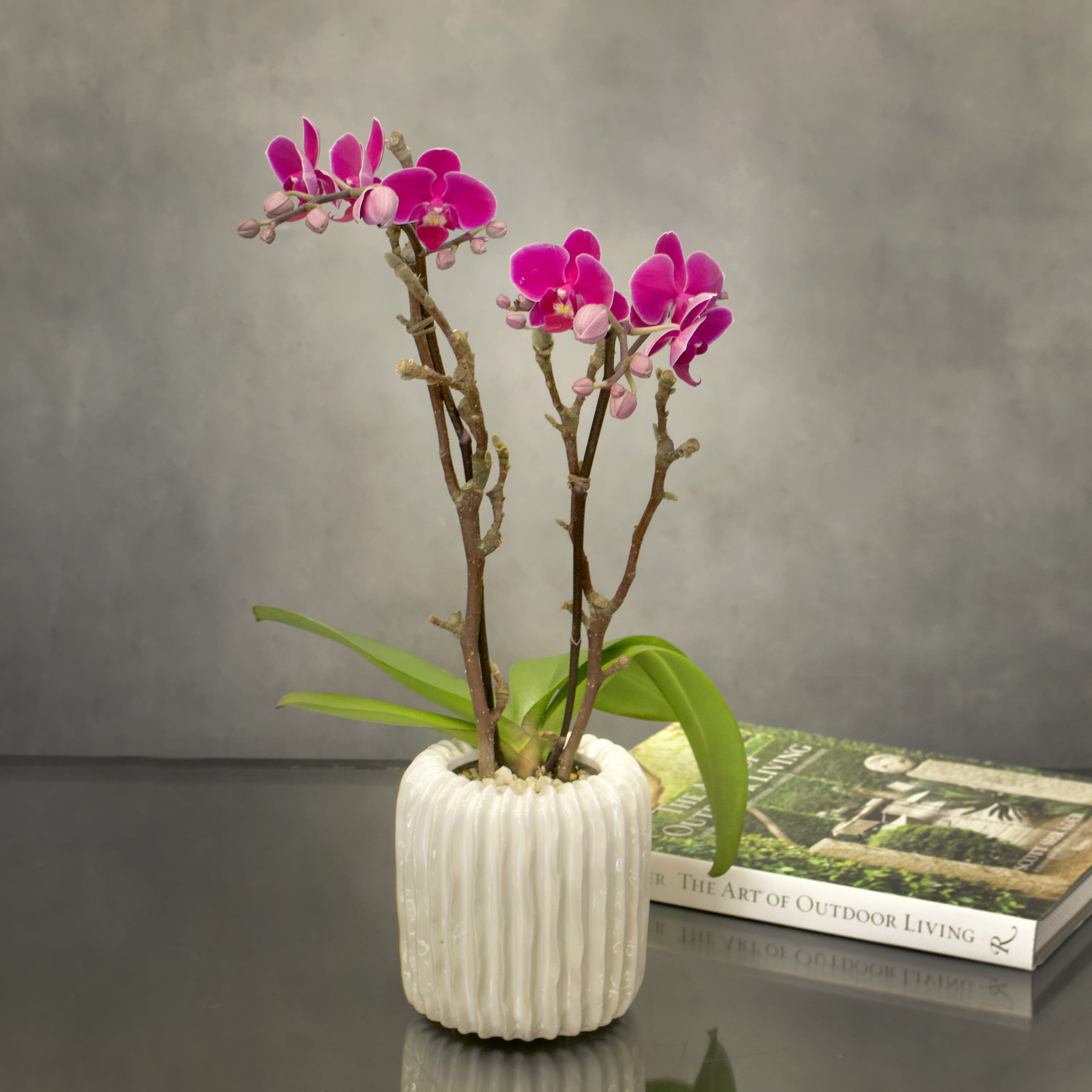 Mini Purple Delight - Double stem purple orchids in a white modern vase. Perfect gift for saying Thank you, get well, house warming, and new beginnings.
