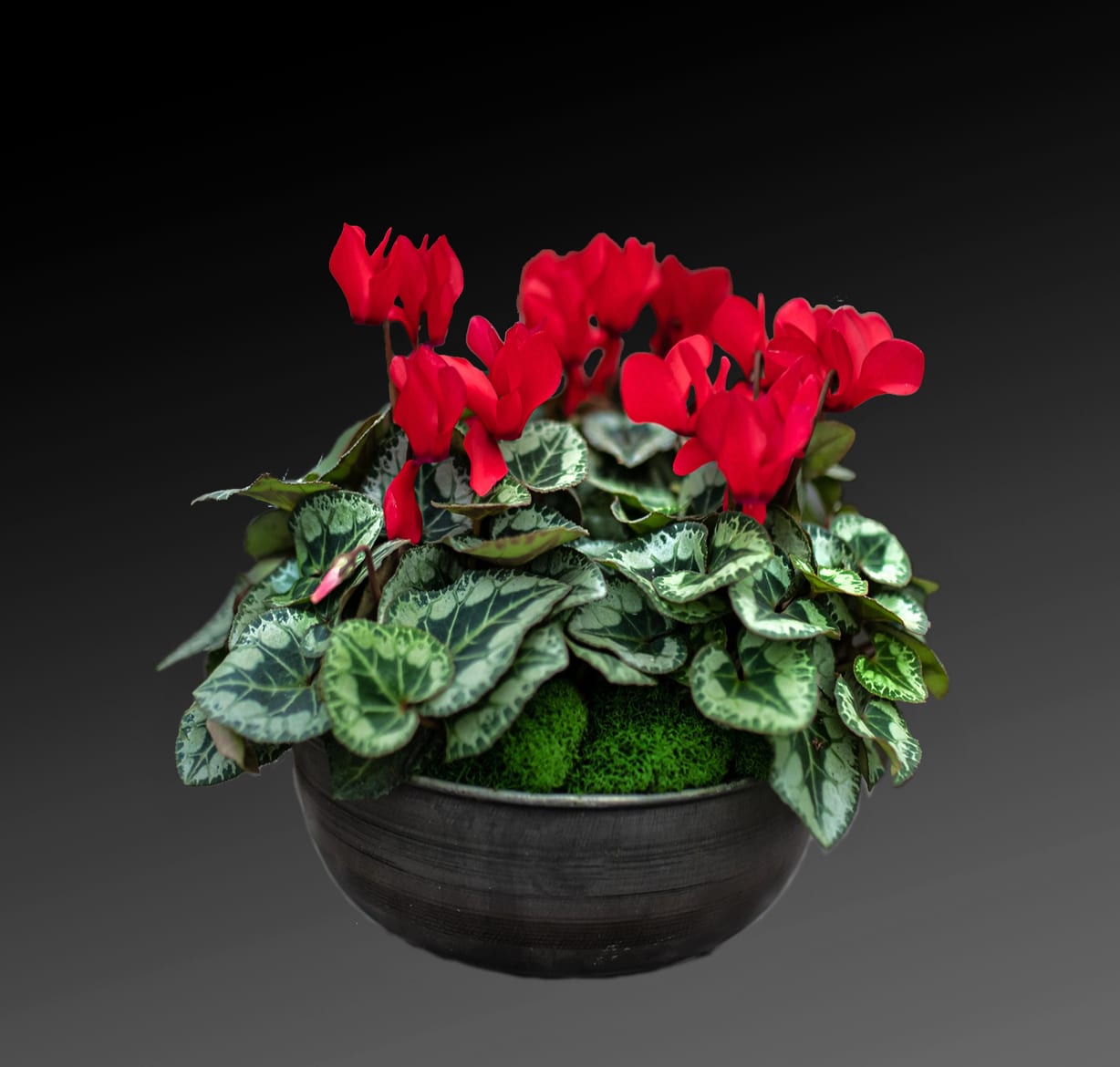 Cyclamen Plant - Cyclamen is a genus of 23 species of perennial flowering plants in the family Primulaceous. In English, it is known by the common name's sowbread or swine bread.  Cyclamen species are native to Europe and the Mediterranean Basin east to the Caucasus and Iran, with one species in Somalia. 