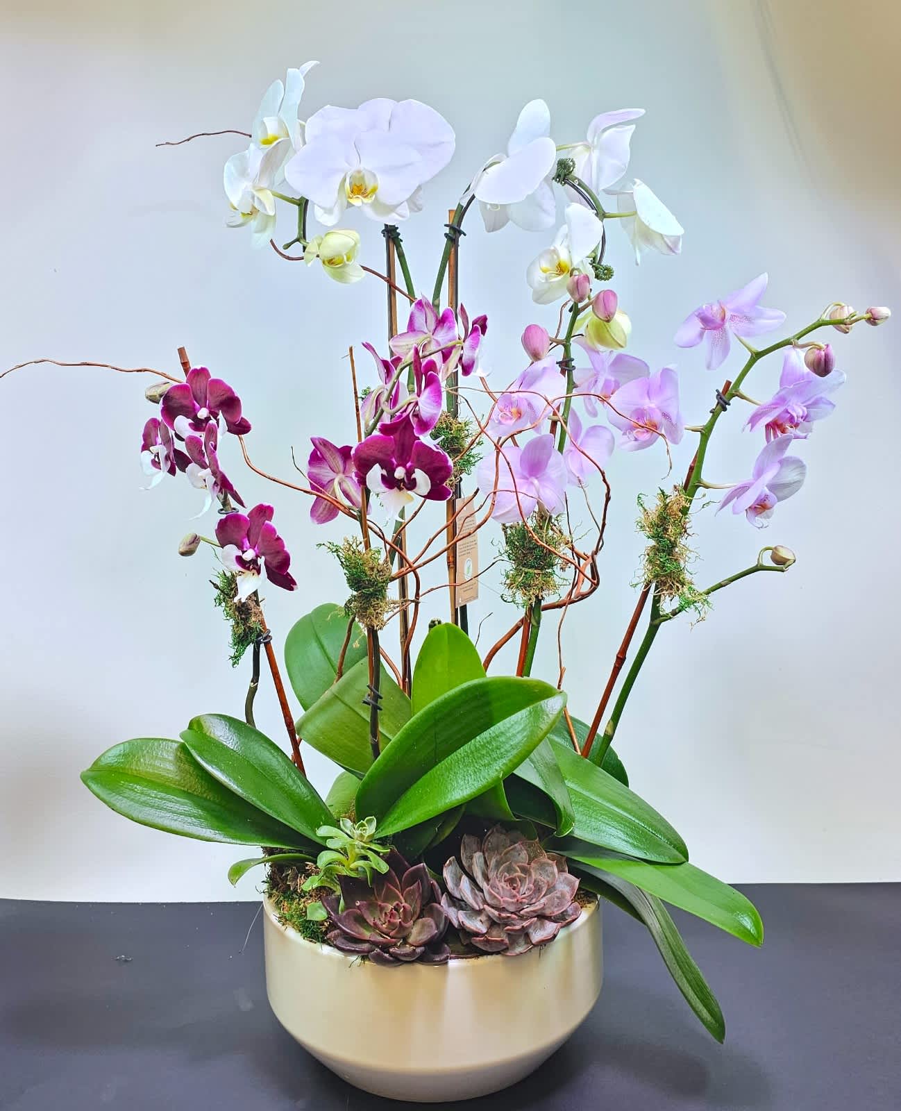 Orchid Garden - Beautiful multiple stem orchids with succulents and curly willows. The perfect gift for everyone! Standard size on the picture 